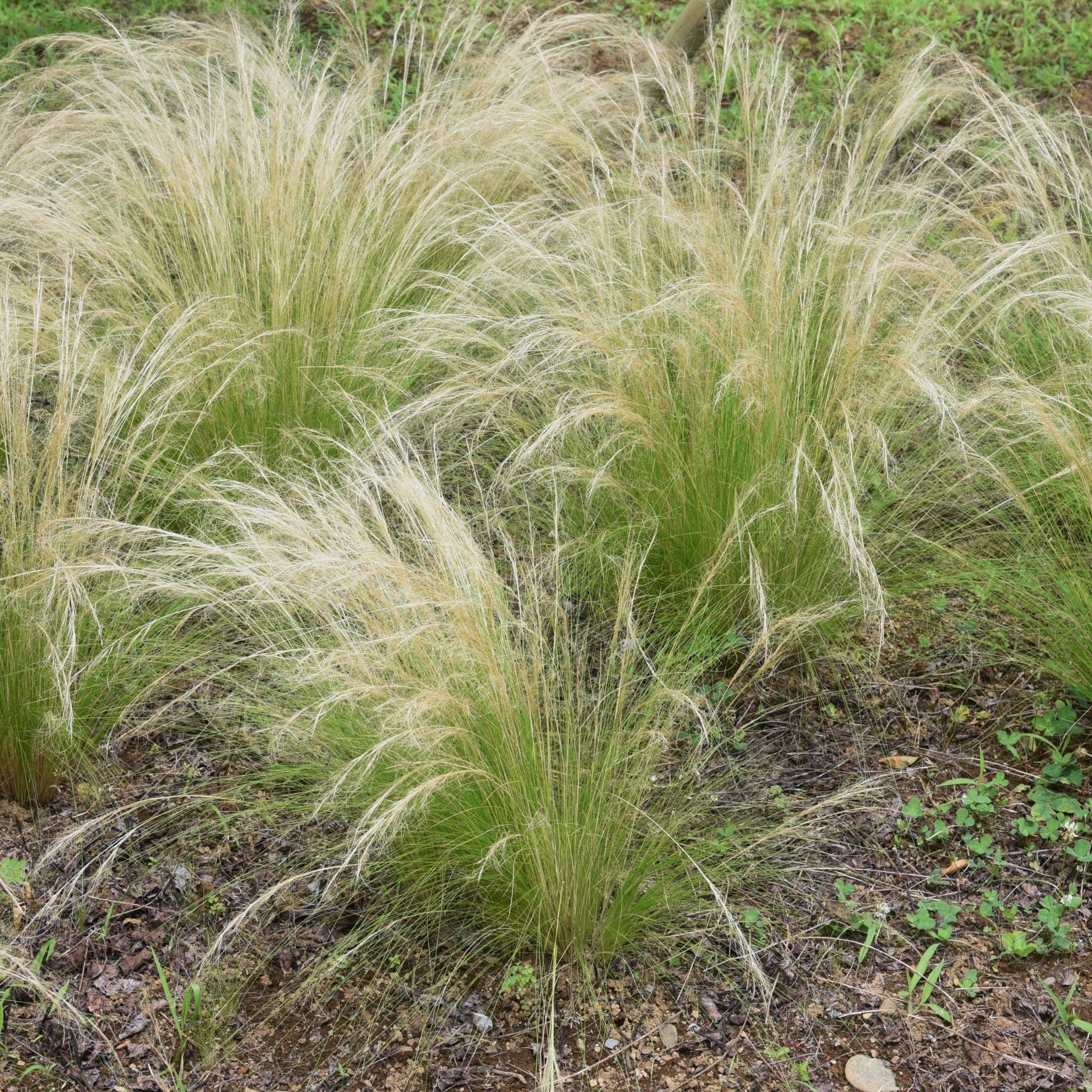 Thorvaldsens hår - Sæt 3 - Stipa tenuifolia 'Pony Tails'