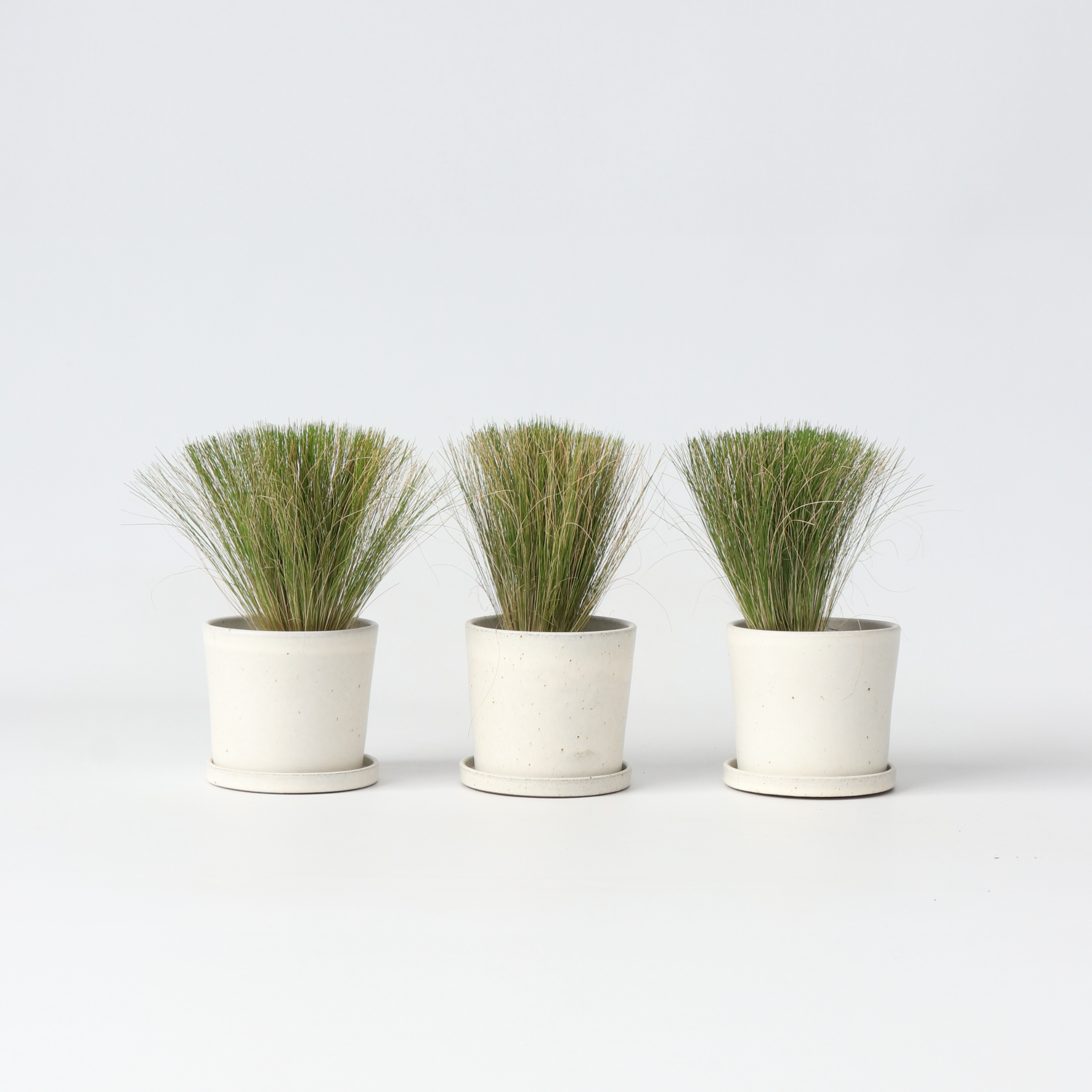 Thorvaldsens hår - Sæt 3 - Stipa tenuifolia 'Pony Tails'