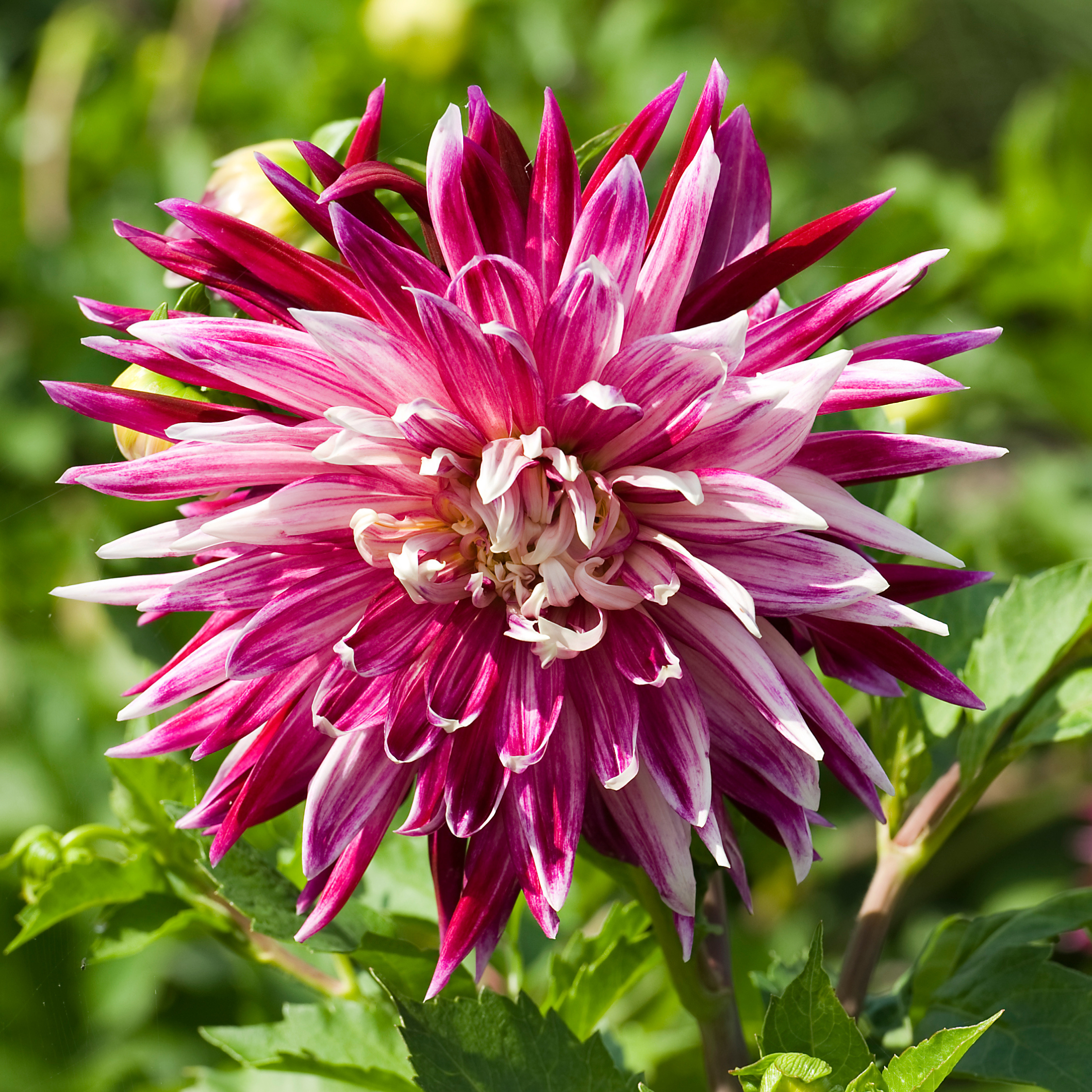 Dahlia knölar Rosa - Set med 3 | Dahlia 'Vancouver'