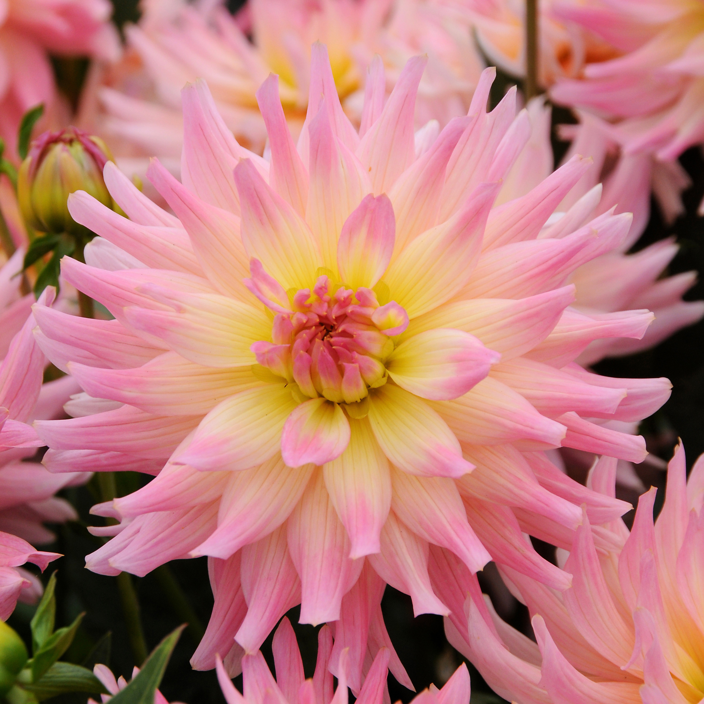 Dahlia tubers Multicolor - Set med 3 | Dahlia 'Melody Gipsy'