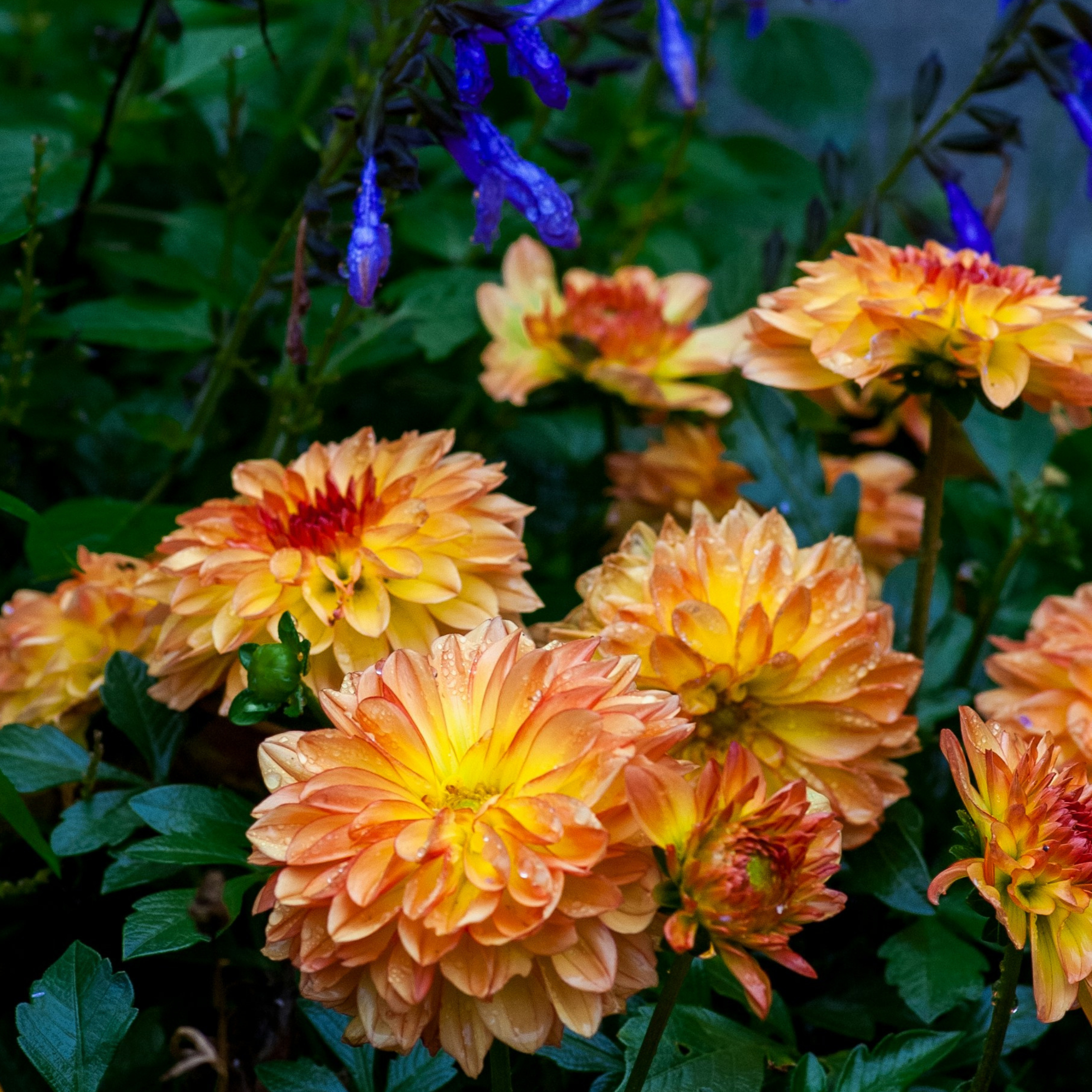 Dahlia tubers Multicolor - Set med 6 | "Pacific Mix"