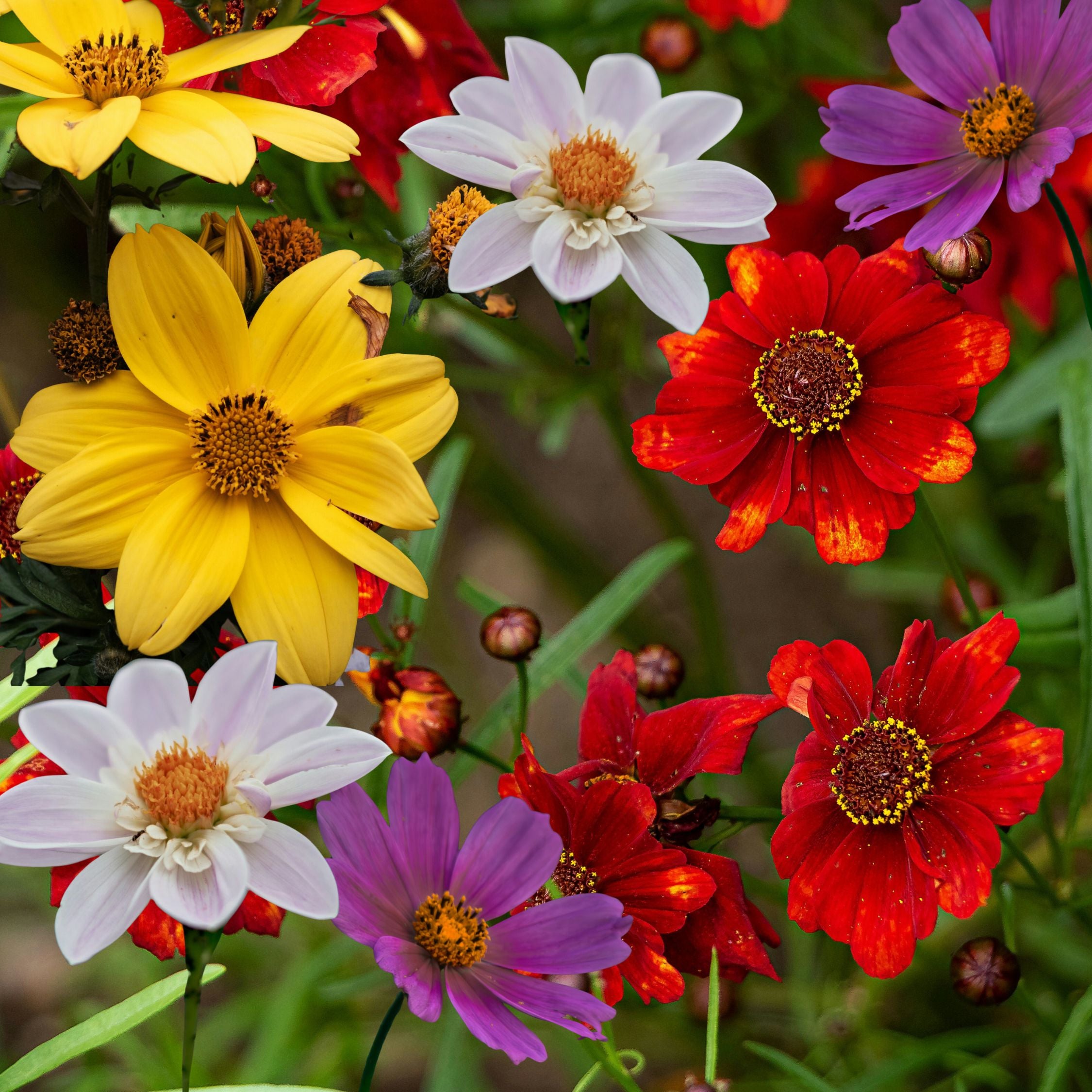 Dahlia tubers Multicolor - Set med 6 | Dahlia 'Topmix'
