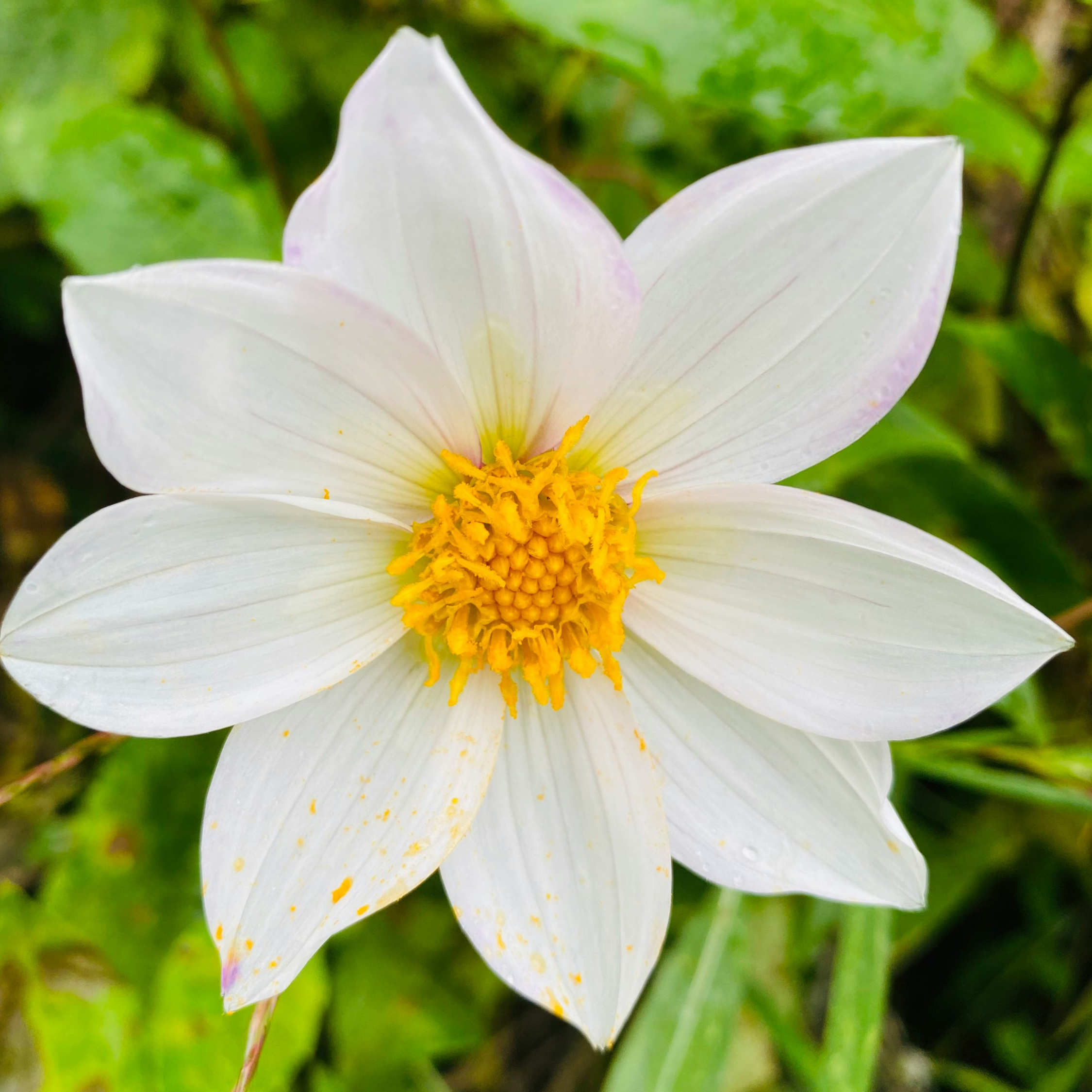 Dahlia-knolde Rød - Sæt med 5 | Dahlia 'Sunset Mix'