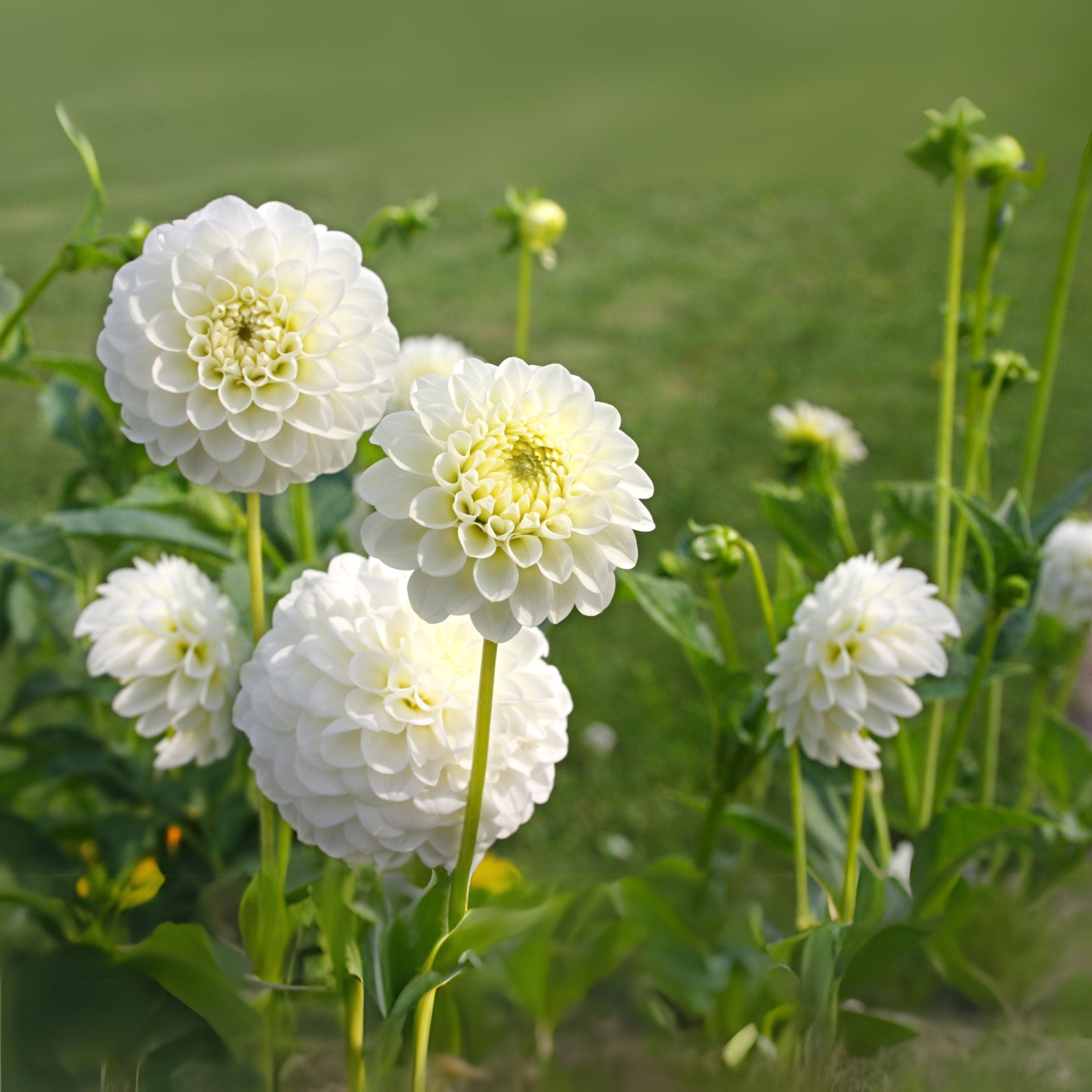 Dahliaknölar Vit - Set med 3 | Dahlia 'Boom Boom White'