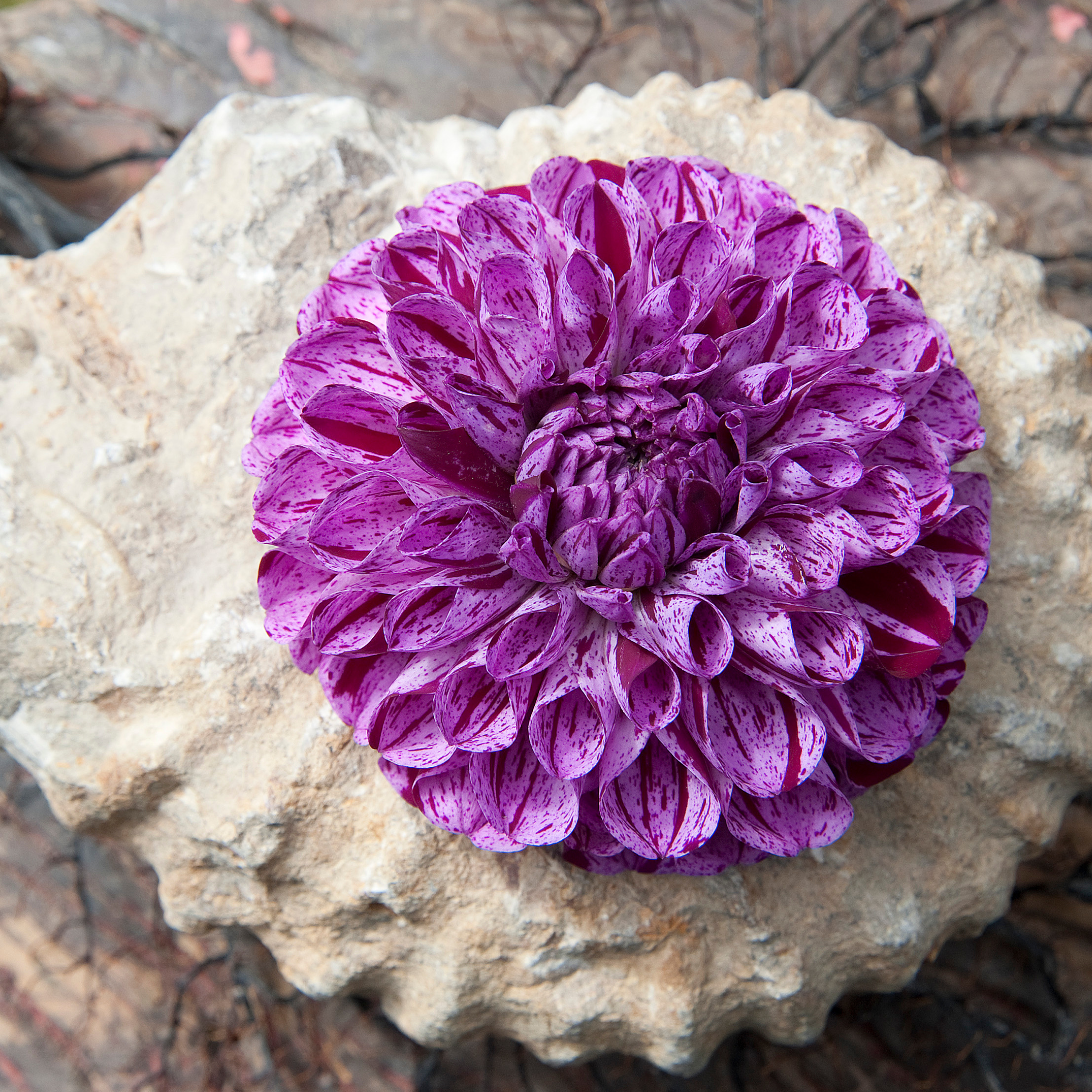 Dahliaknölar Lila - Set med 3 | Dahlia 'Marble Ball'