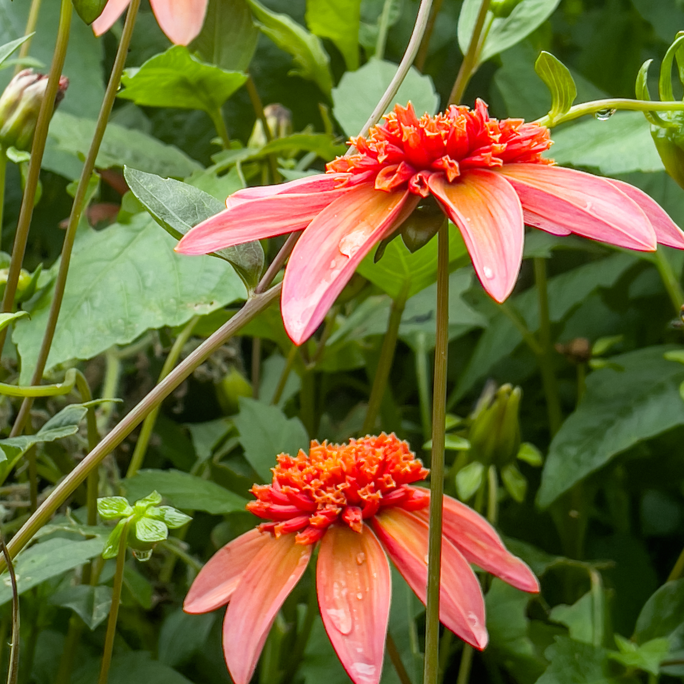 Dahlia-knolde Orange - Sæt med 3 | Dahlia 'Totally Tangerine'
