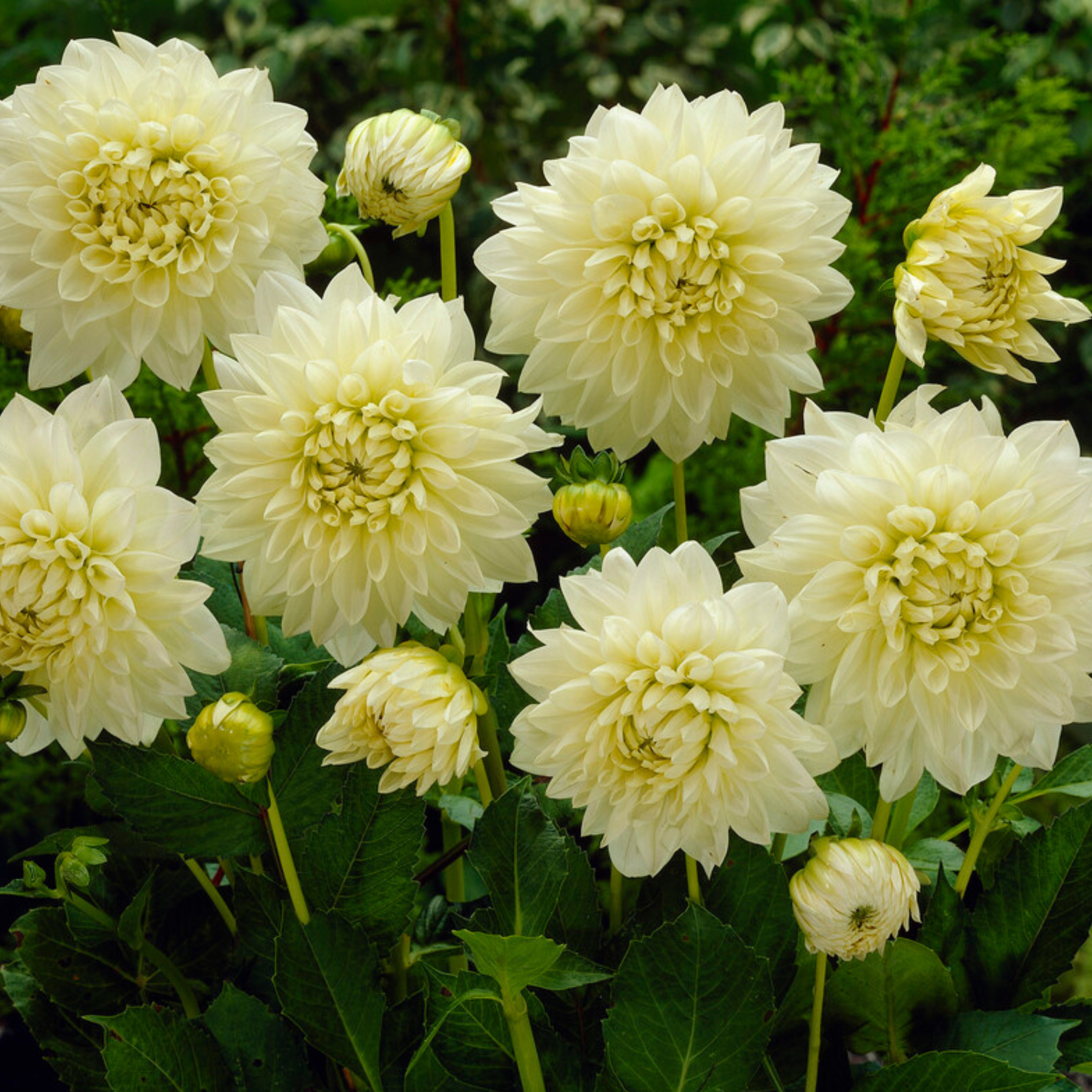 Dahlia-knolde Hvid - Sæt med 3 | Dahlia 'White Perfection'