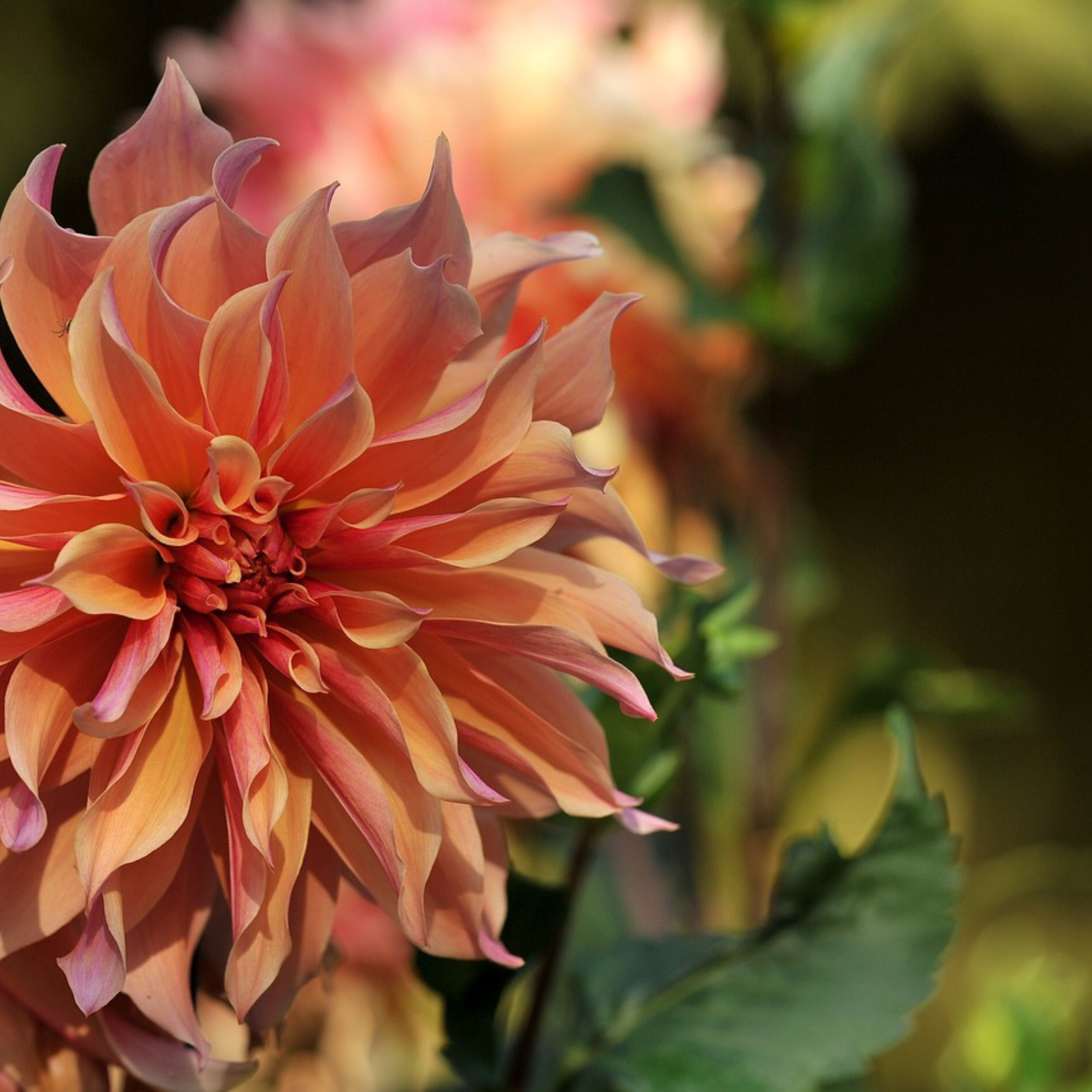 Dahliaknölar Lila - Set om 6 | Dahlia 'Labyrinth'