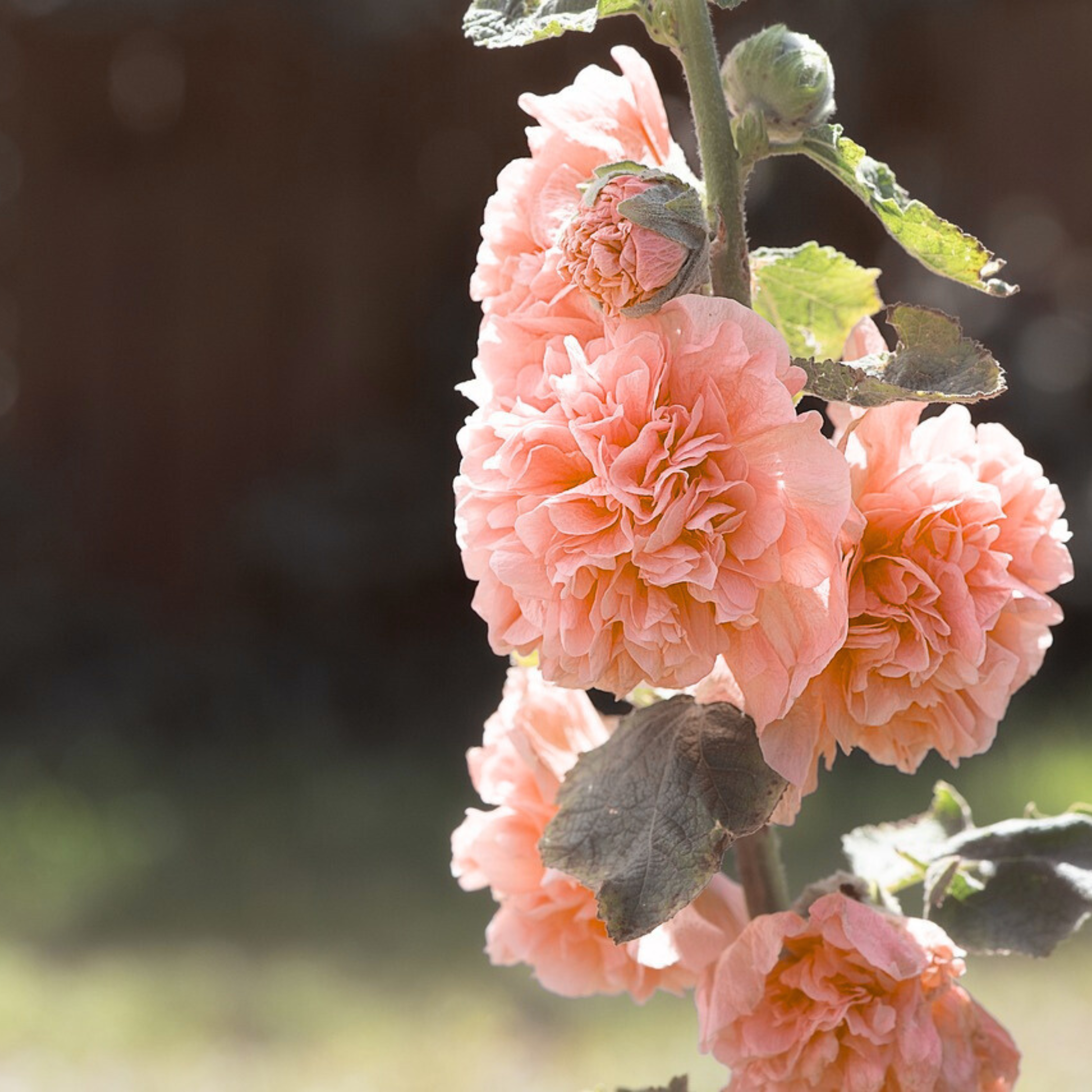 Stokrose Lyserød - Sæt med 6 | Alcea Rosea 'Peaches 'N Dreams'