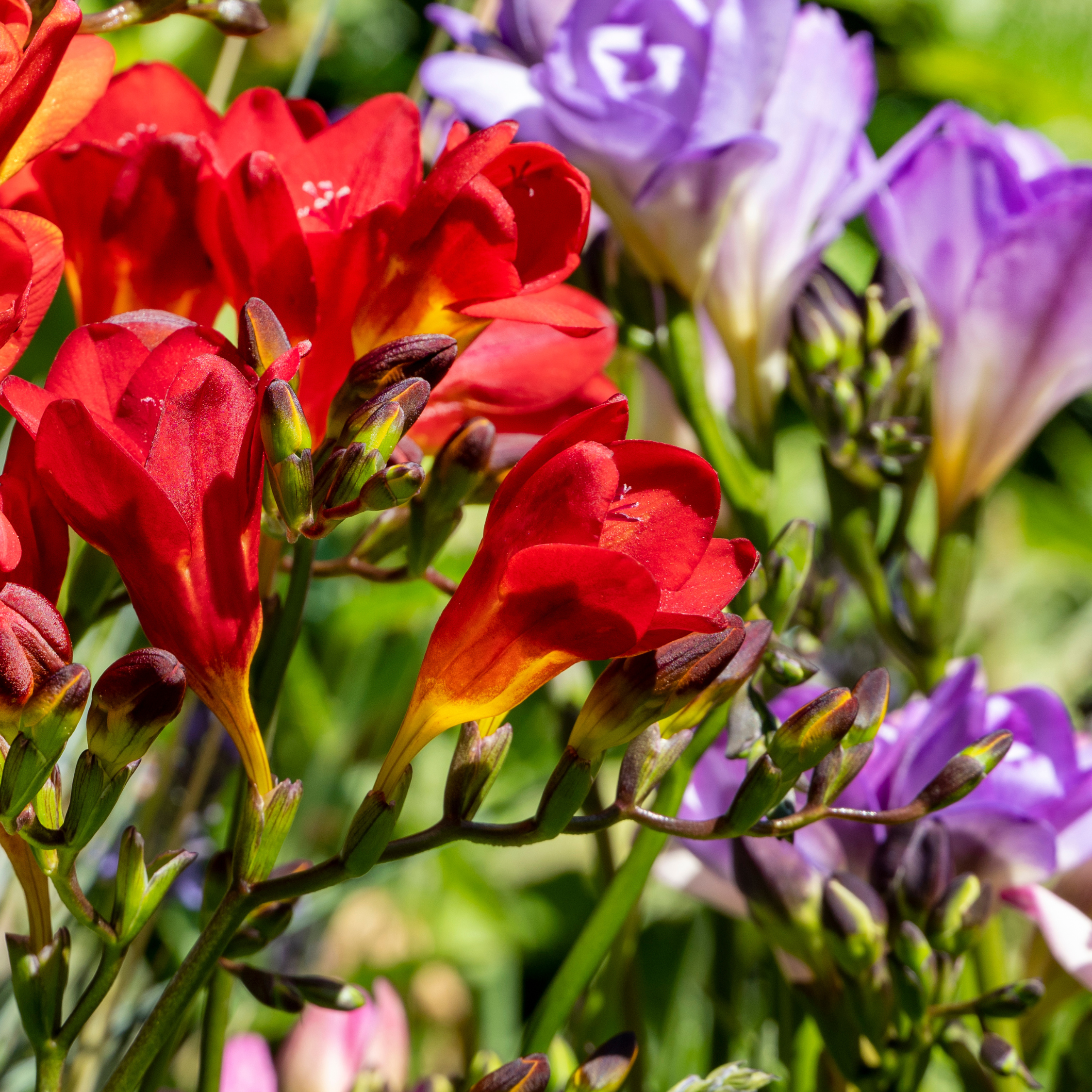 Freesia blomlökar Multicolor - Set med 100 st | Freesia Mix