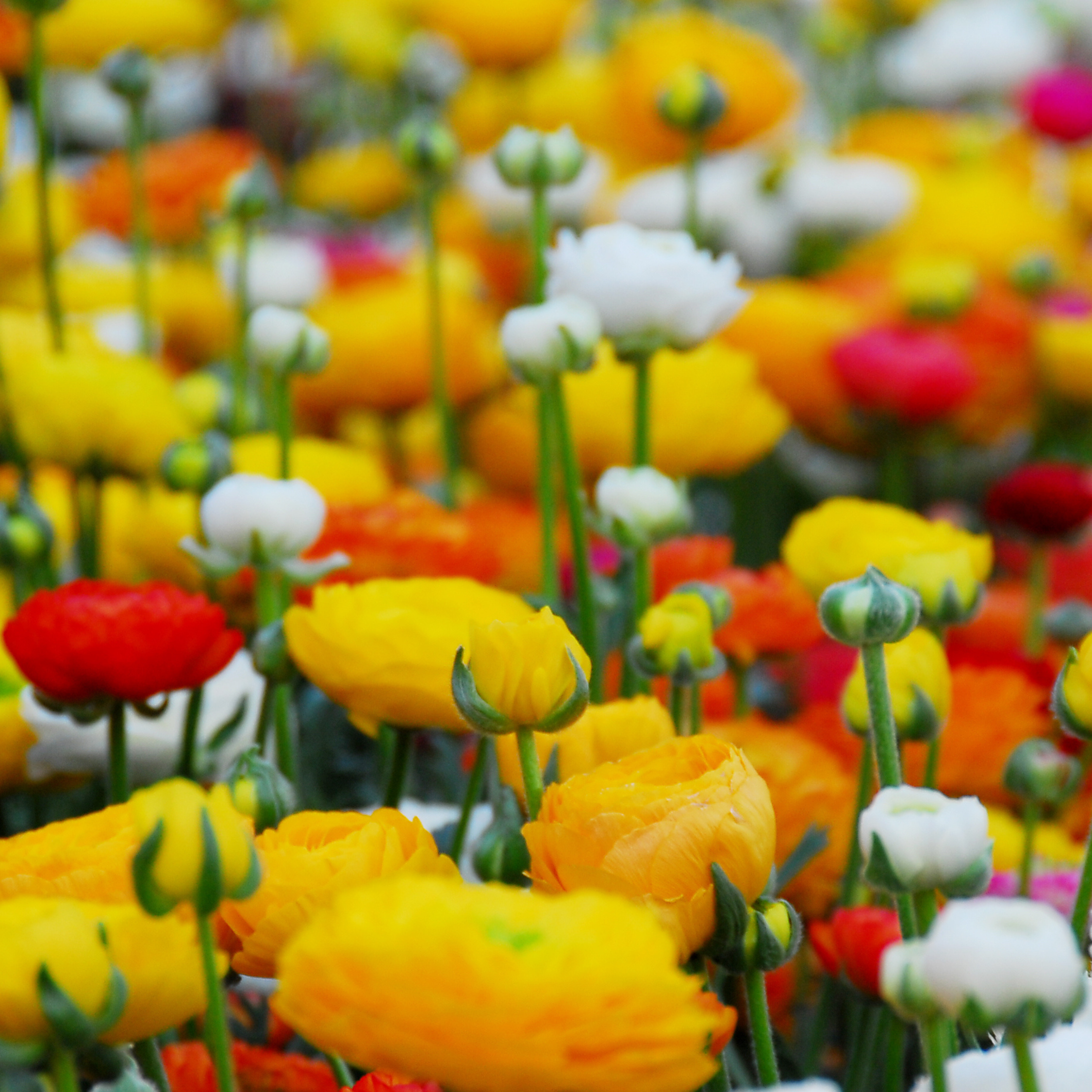 Ranunkel VJ Flerfarvet - Sæt med 80 | Ranunculus