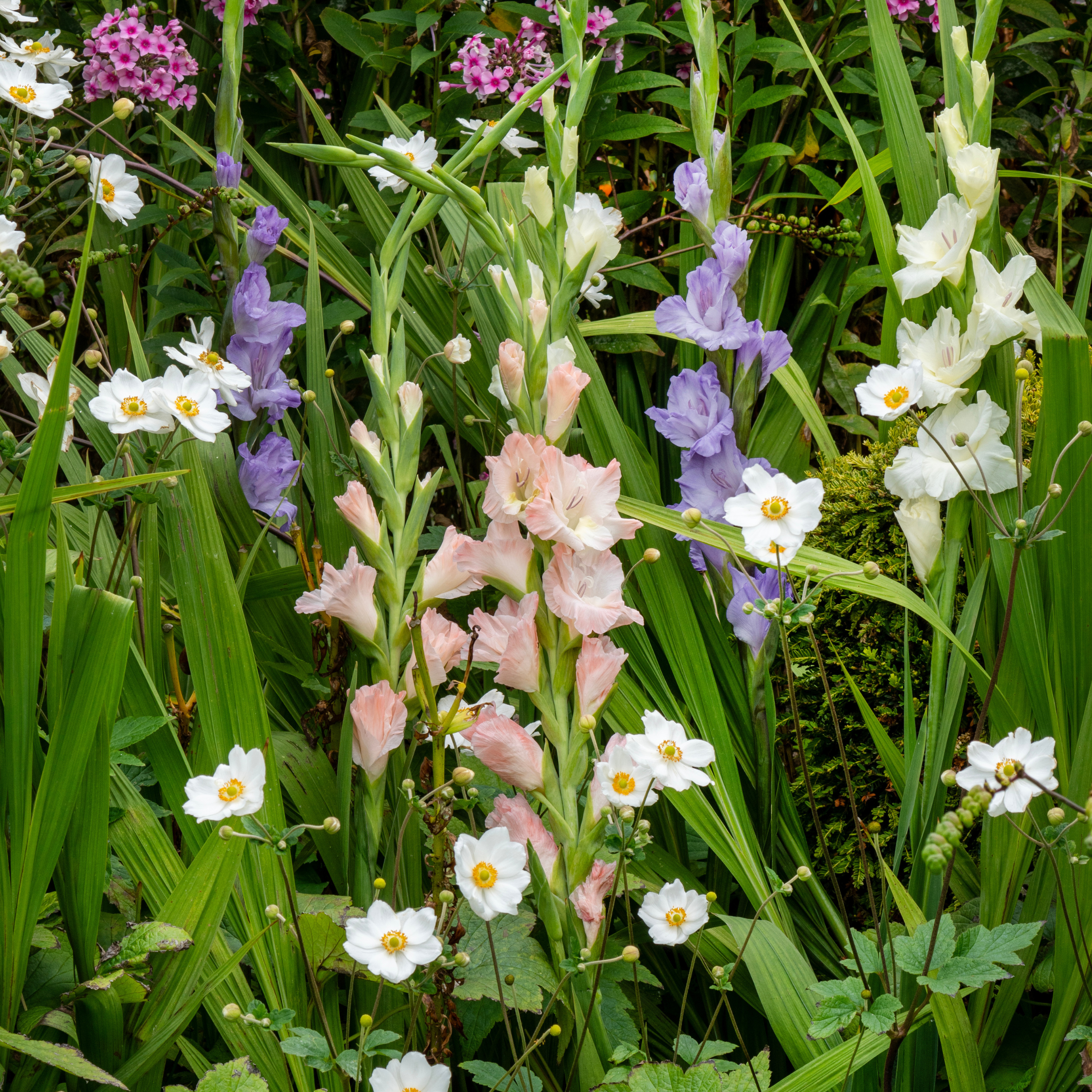 Gladiolen Flerfarvet - Sæt med 60 | Gladiolus Pastel Mix