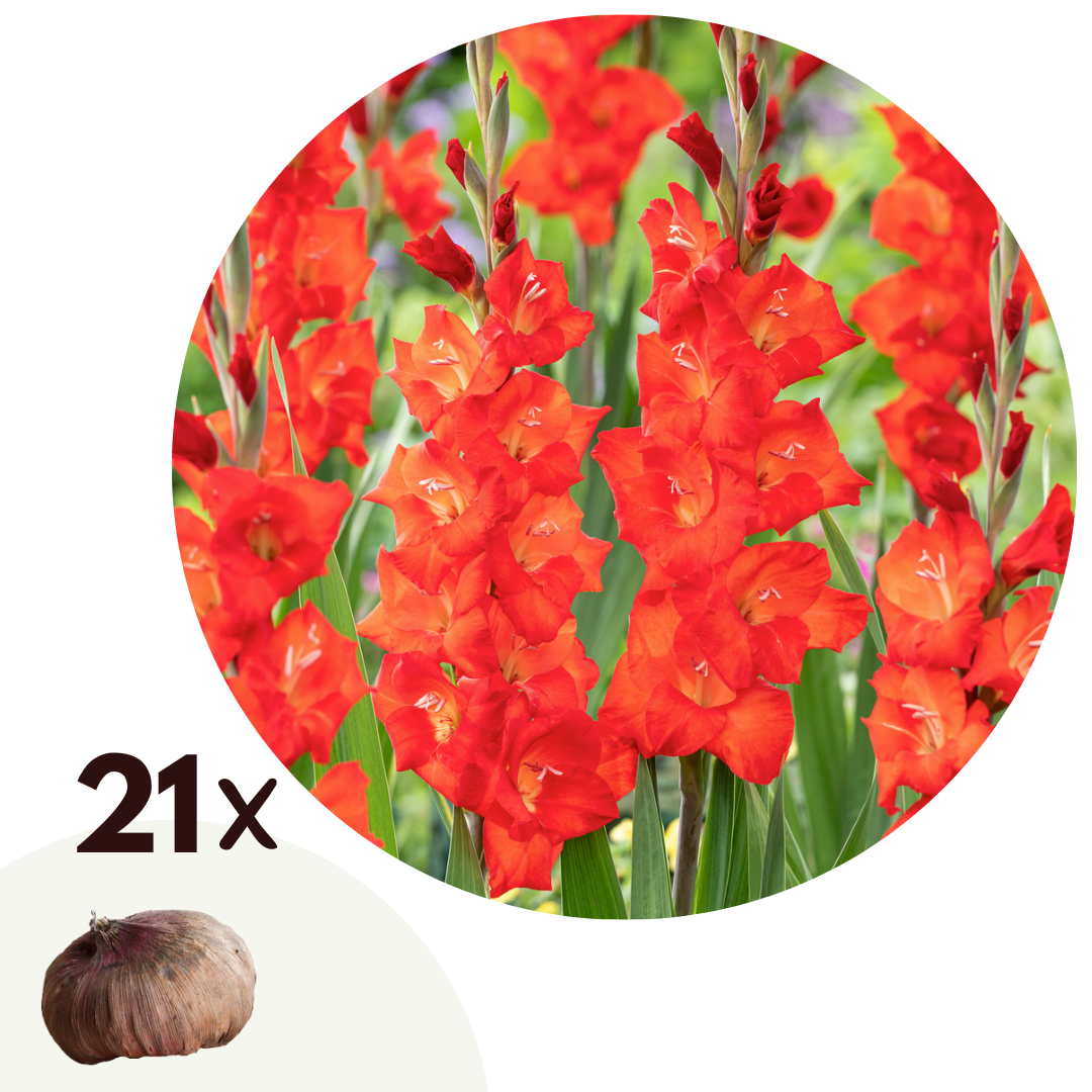 Gladiolus blommar Röd - Set om 21 | Gladiolus "Glamini Patty"