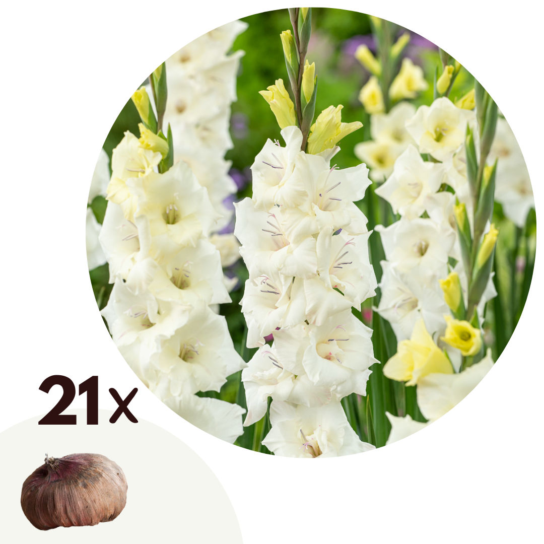 Gladiolus blommar Vit - Set x21 | Gladiolus 'Glamini Amber'