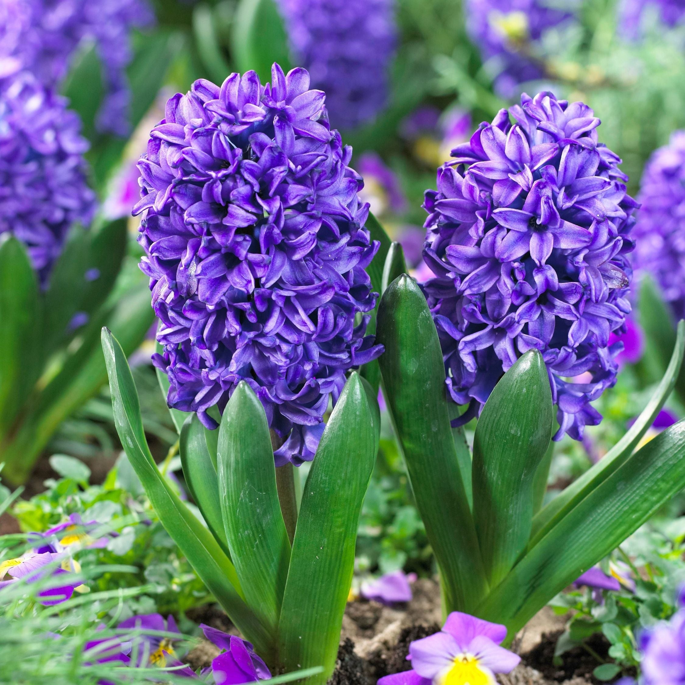 Hyacinth Blue - Set om 15 | Hyacinth 'Blue Trophy'