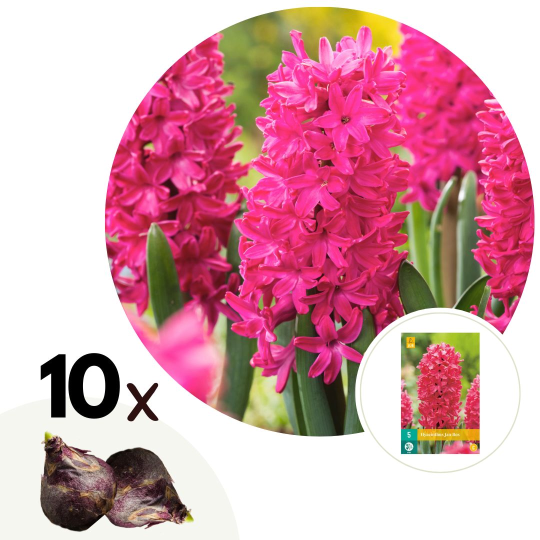 Hyacinth Red - Set om 10 | Hyacint 'Jan Bos'