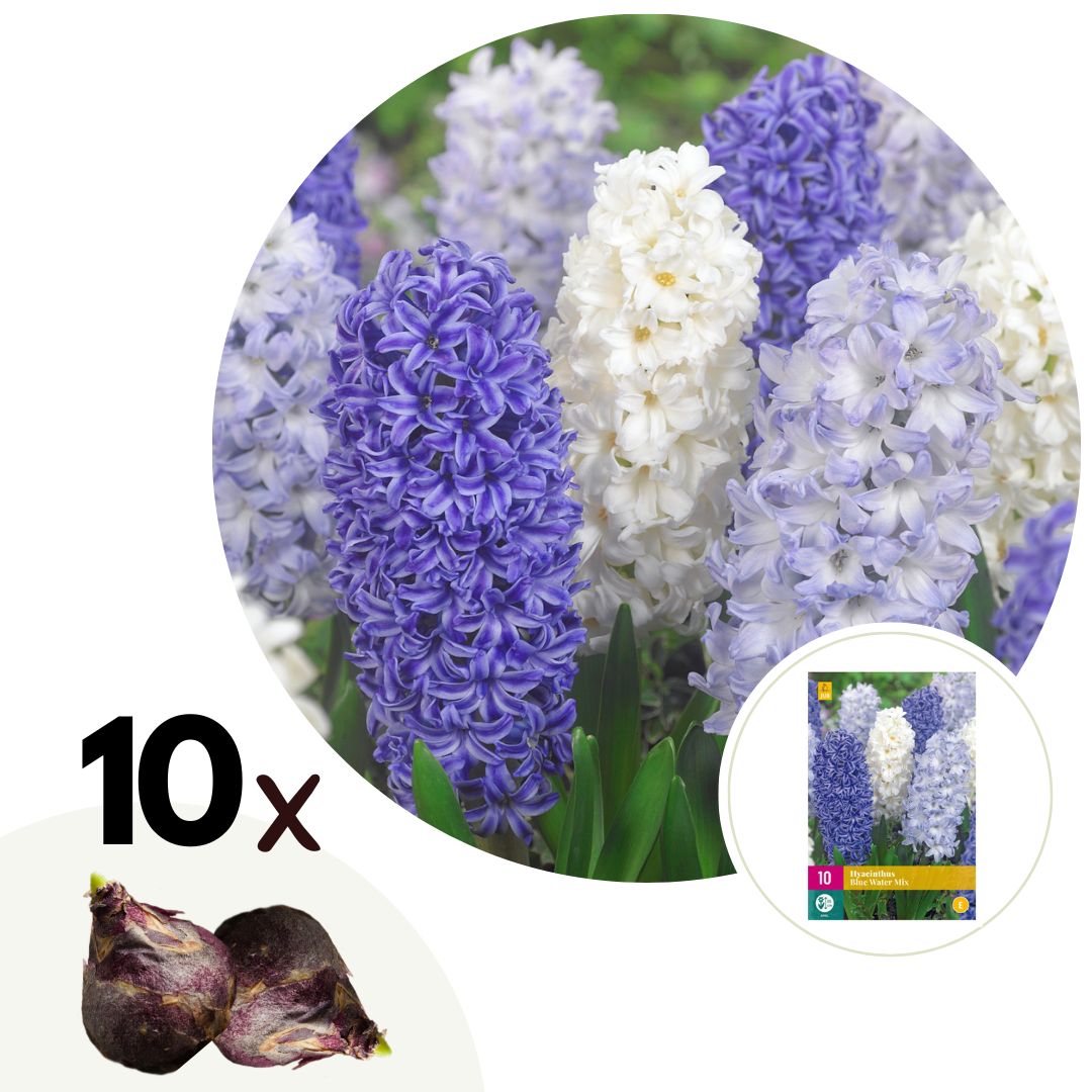 Hyacintmix Multicolor - Set om 10 | Hyacinthus