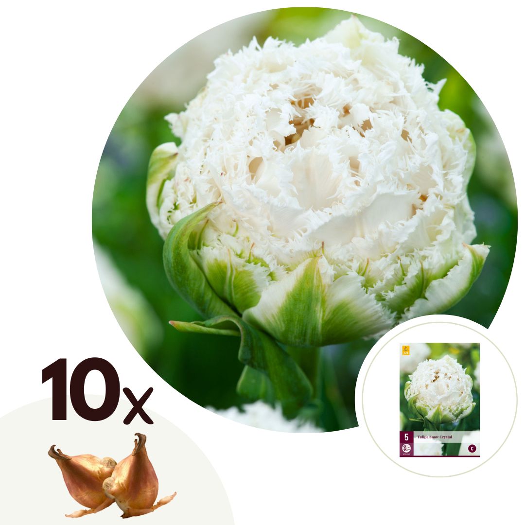 Tulpanlökar Vita - Set om 10 | Tulpan 'Snow Crystal'