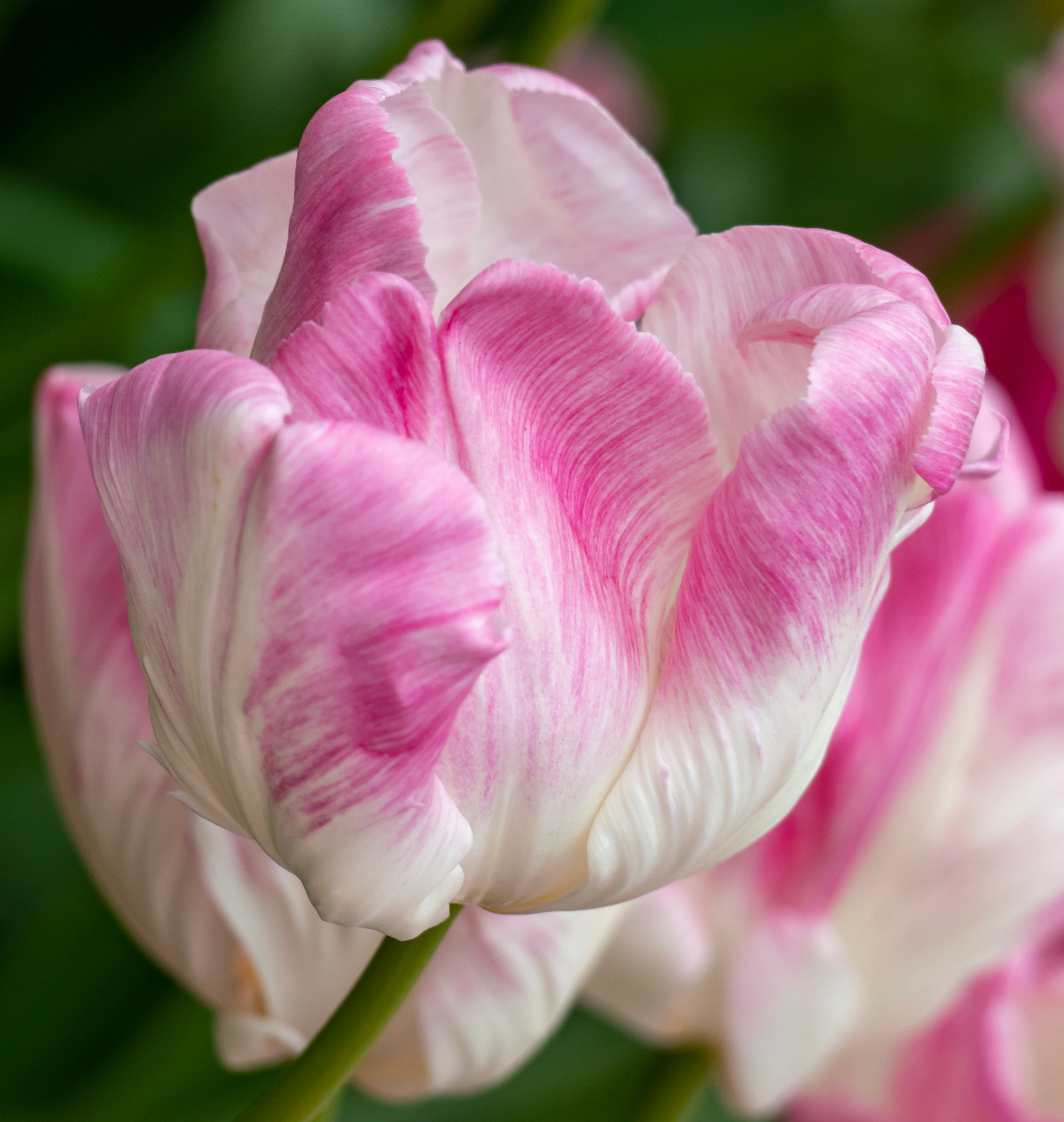 Tulpanlökar Rosa - Set om 15 | Tulipa 'Cabanna'