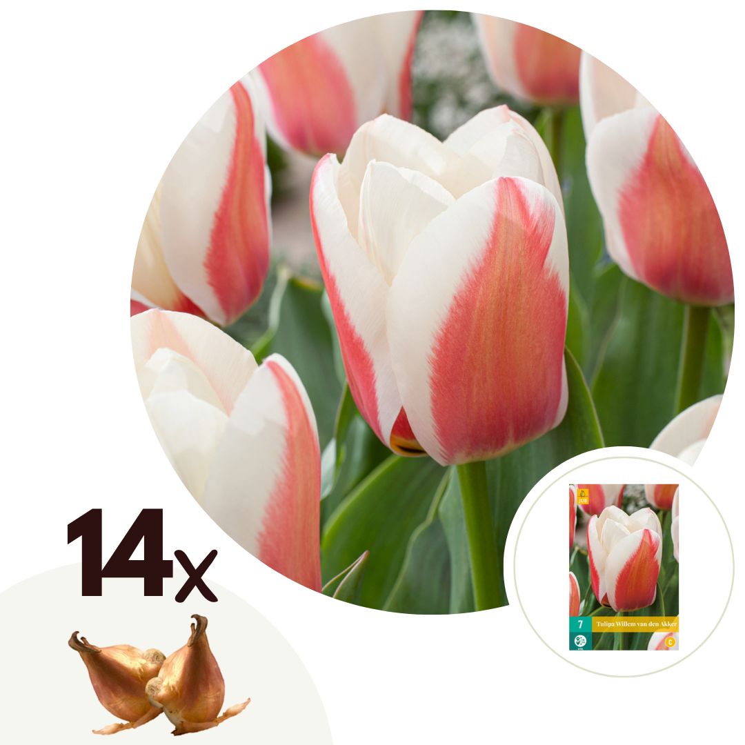Tulpanlökar Rosa - Set om 14 | Tulipa 'Willem vd Akker'