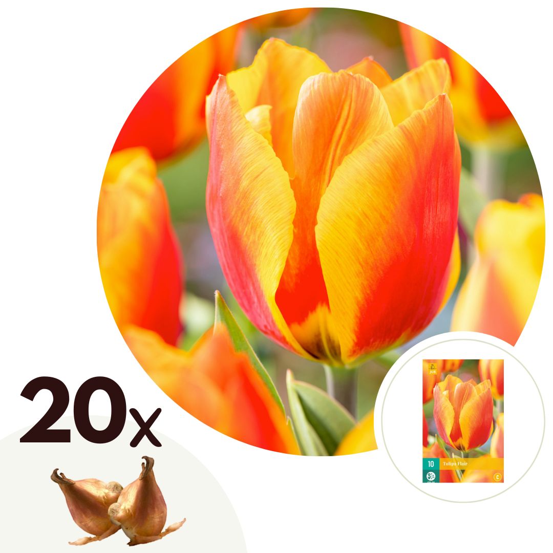 Tulipanløg Hvid - Sæt med 20 | Tulipa 'Flair'