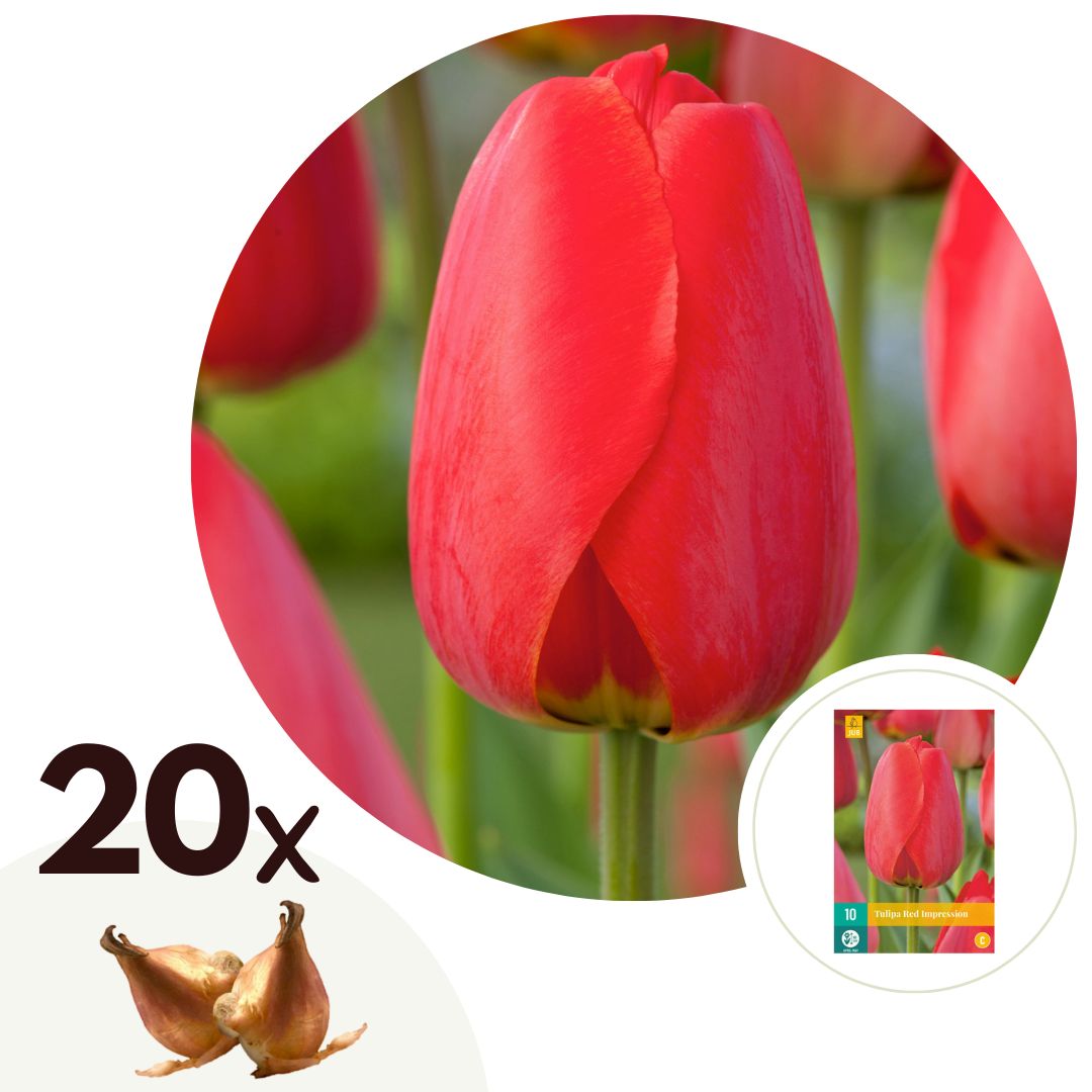 Tulpanlökar Röda - Set om 20 | Tulipa 'Red Impression'