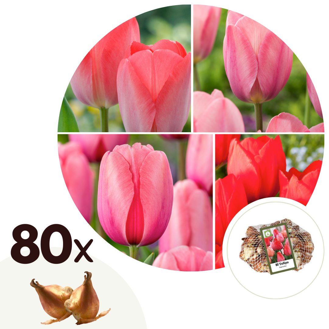 Tulpanlökar Röda - Set om 80 | Tulipa 'Lax', 'Van Eijk'