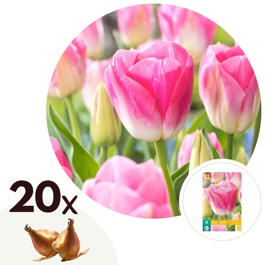 Tulpanlökar Rosa - Set om 20 | Tulipa 'Dynasty'