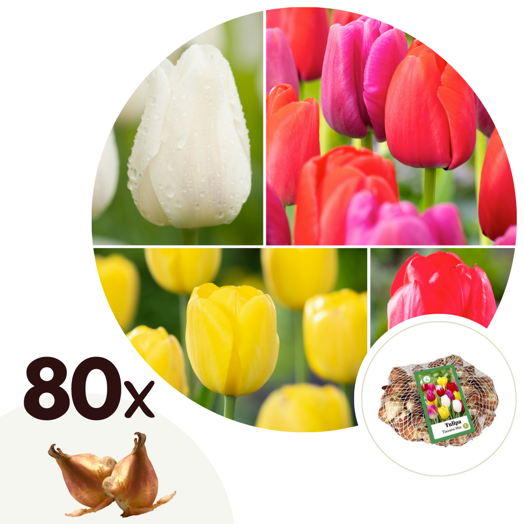 Tulpanlökar Multicolor - Set om 80 | Tulipa 'Triumph Mix'