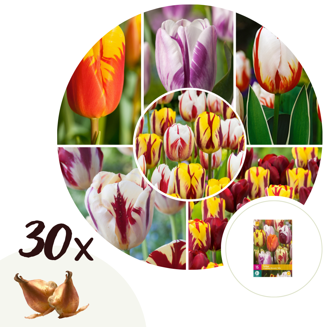 Tulipanløg Flerfarvet - Sæt med 30 | Tulipa 'Flaming Beauty Mix'