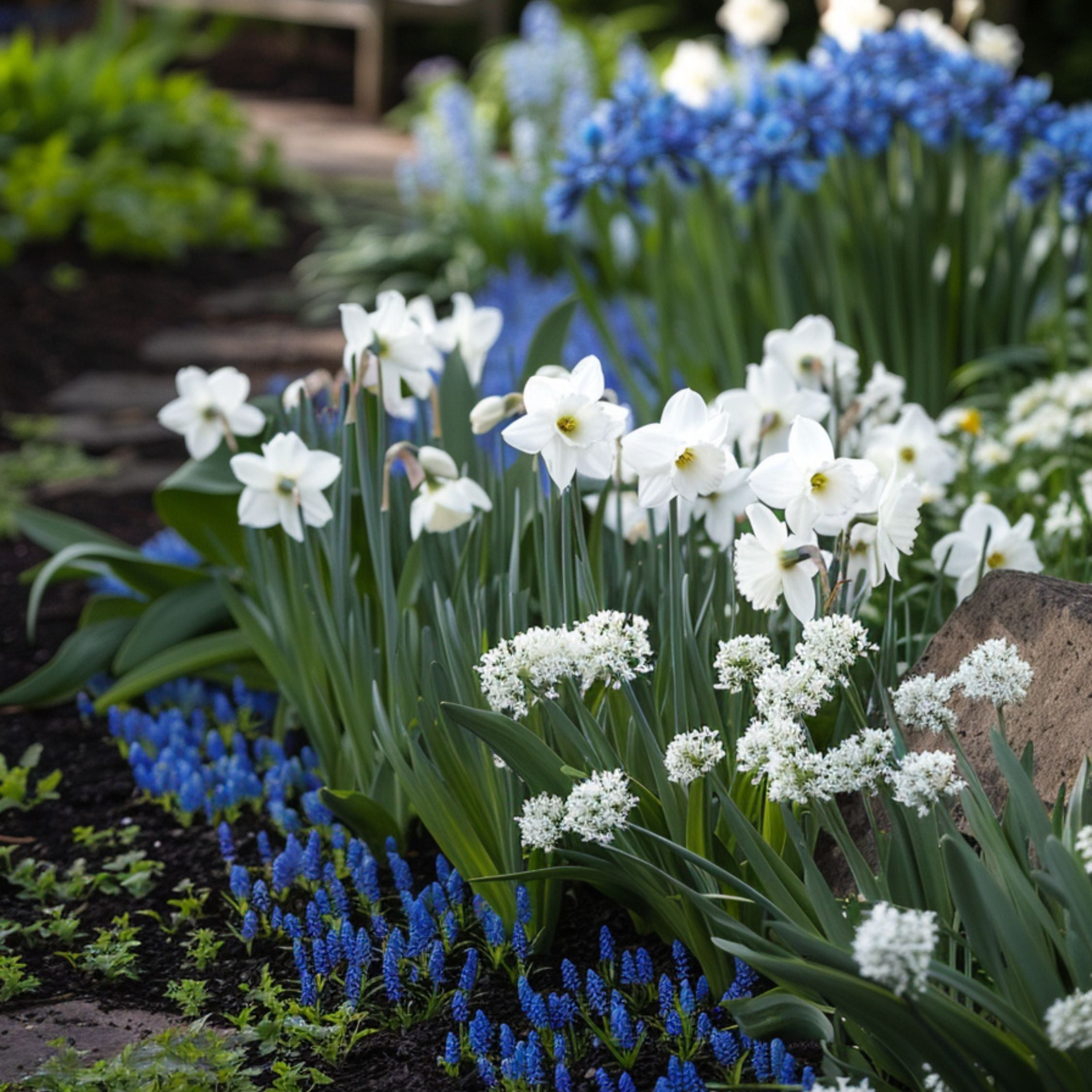 Blomsterløg Blå Blå - Sæt med 125 | Bulb Garden VJ Blue