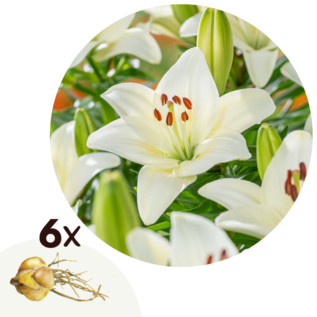 Asiatic Lily White - Set om 6 | Lilium asiatisk 'Happy Ice'
