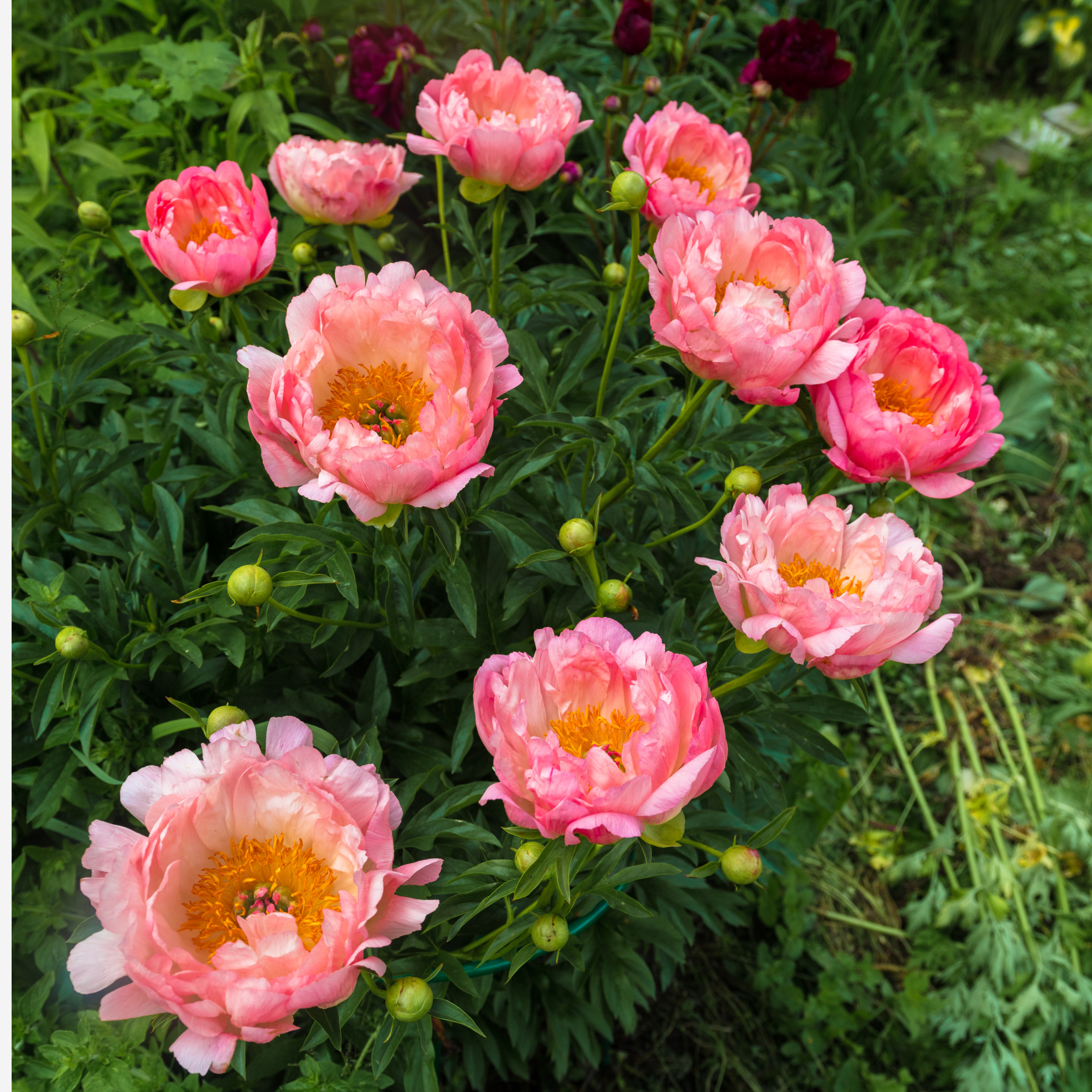 Pæon Lyserød - Sæt med 2 | Paeonia 'Pink Hawaiian Coral'