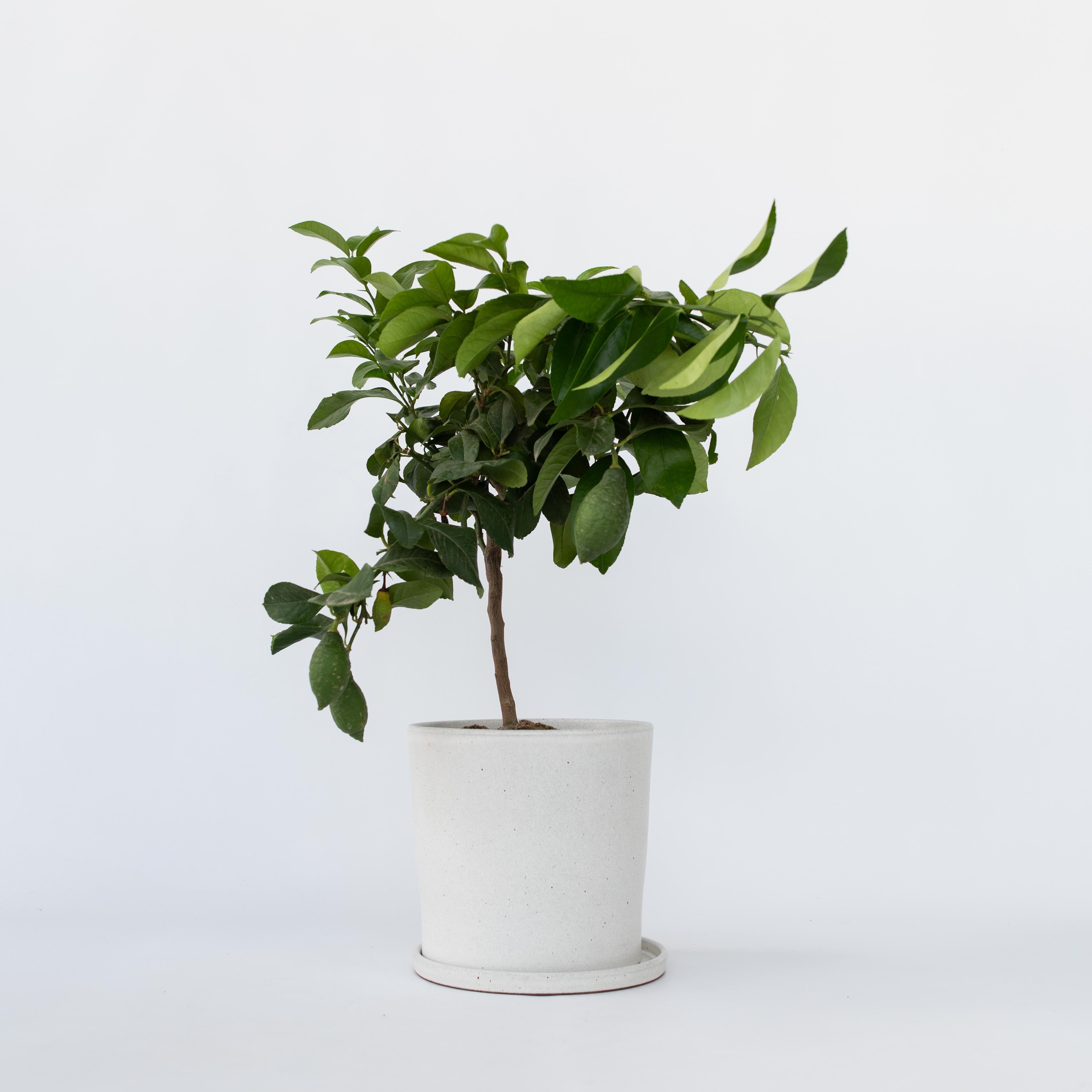 Citrontræ - Citrus limon