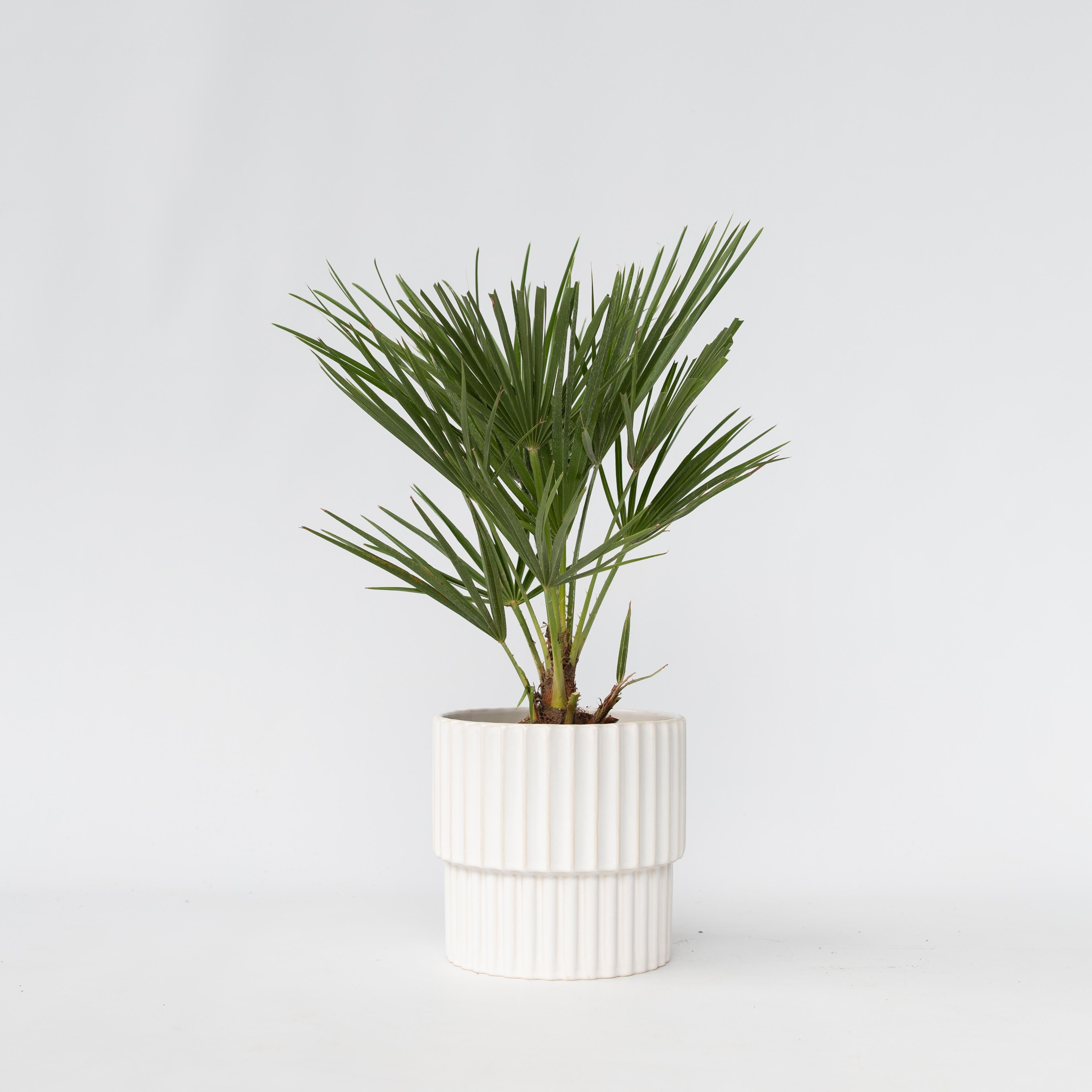 Dværgpalme - Chamaerops humilis