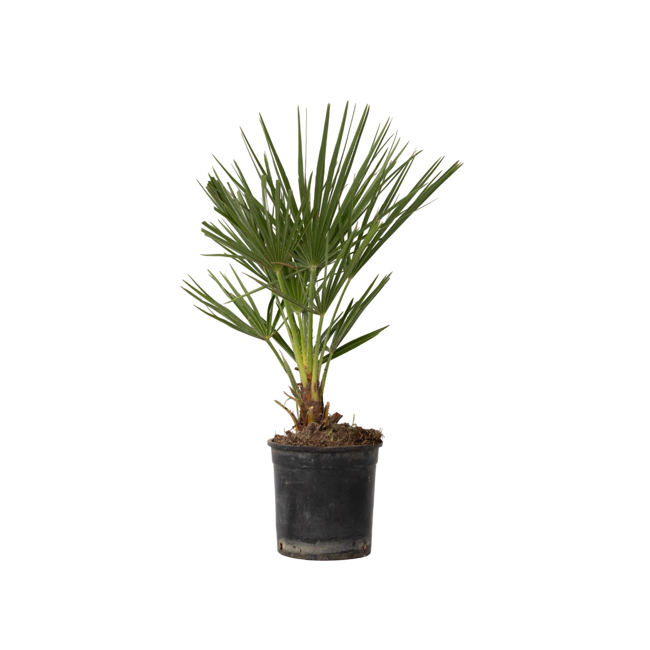 Dværgpalme - Chamaerops humilis