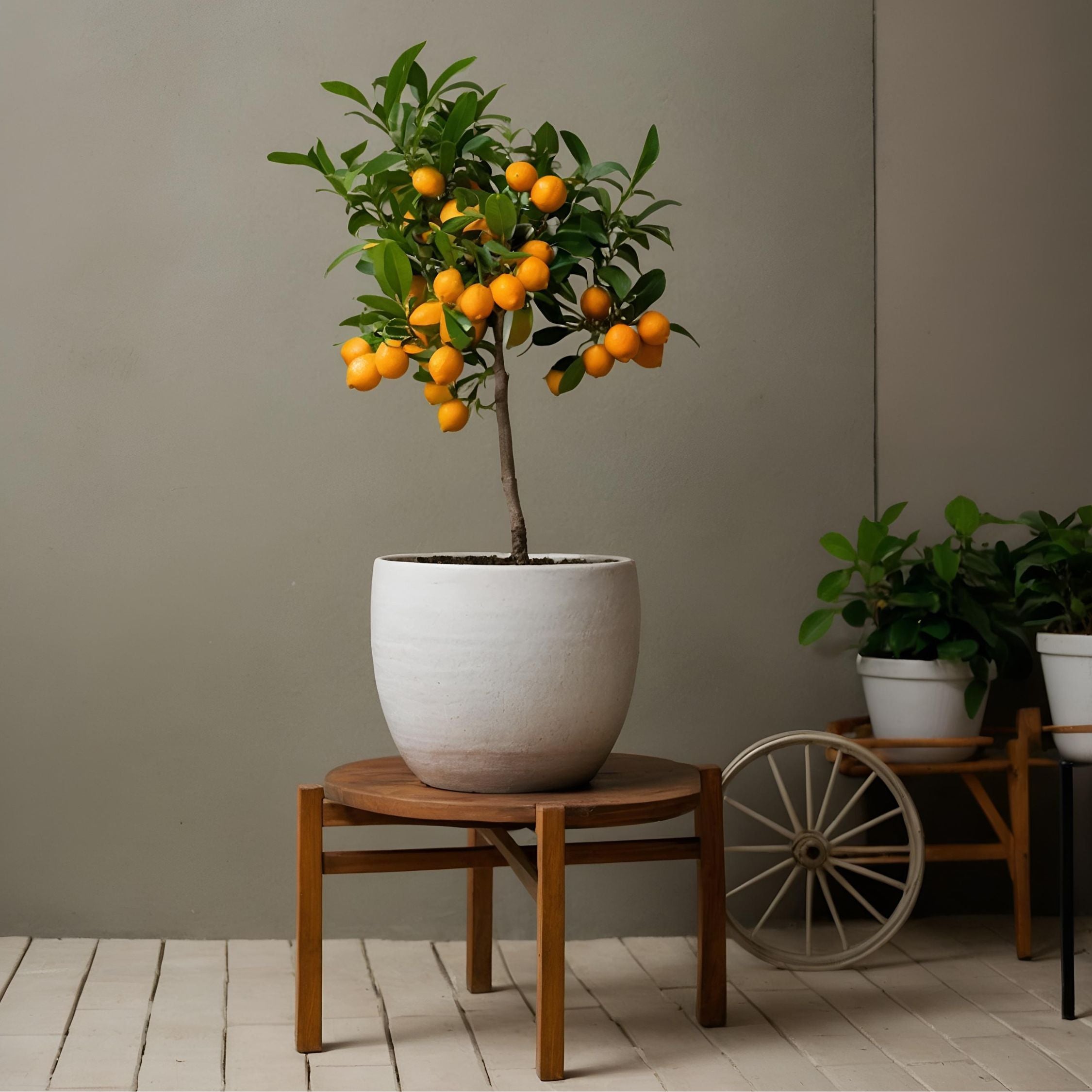 Appelsintræ - Citrus mitis 'Calamondin'