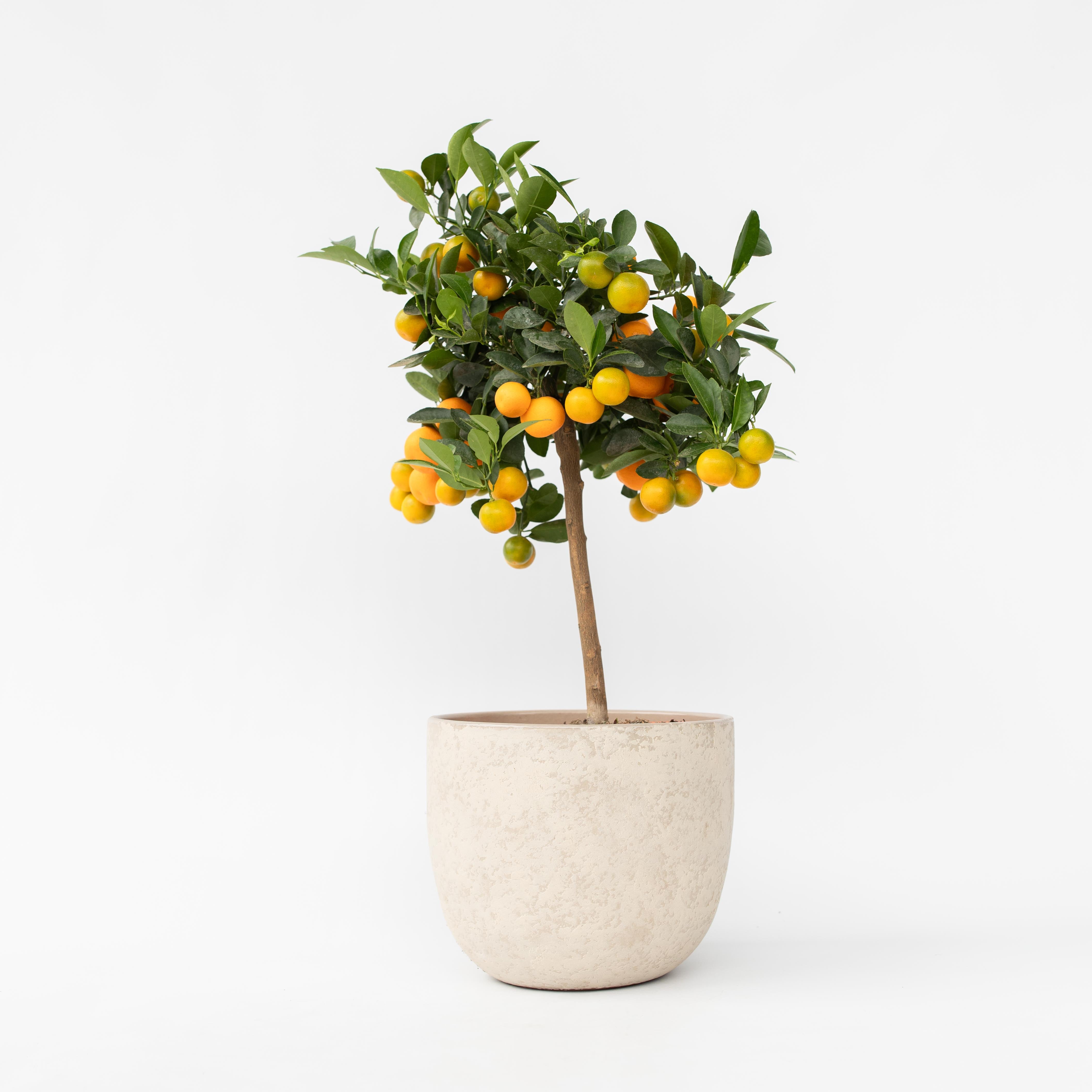 Appelsintræ - Citrus mitis 'Calamondin'