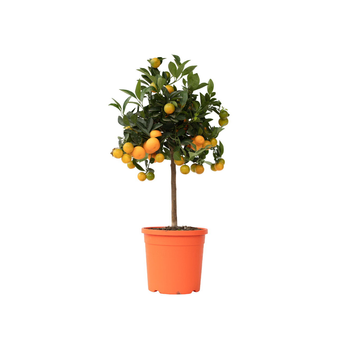 Appelsintræ - Citrus mitis 'Calamondin'