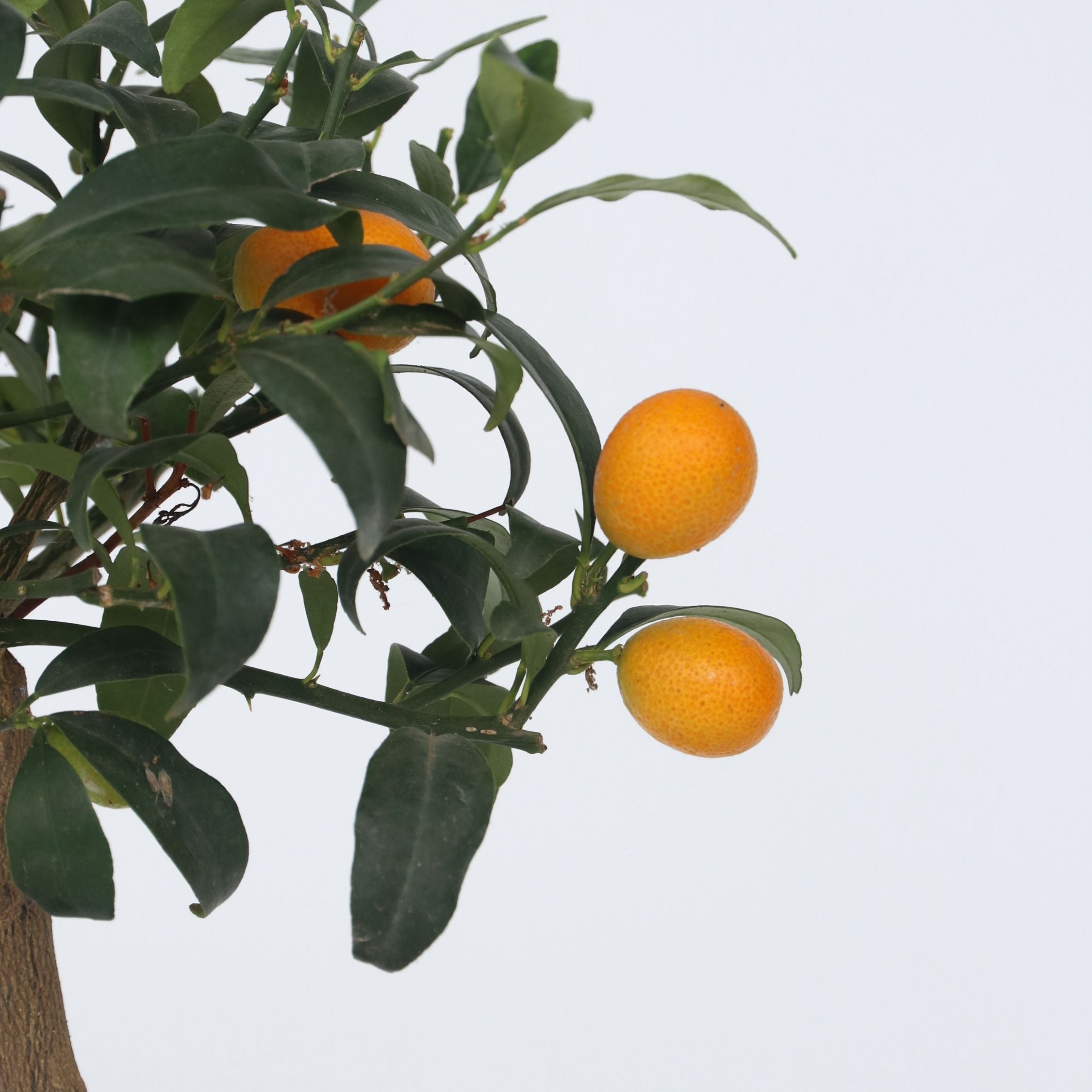 Kumquat - Citrus microcarpa fortunella 'Kumquat'