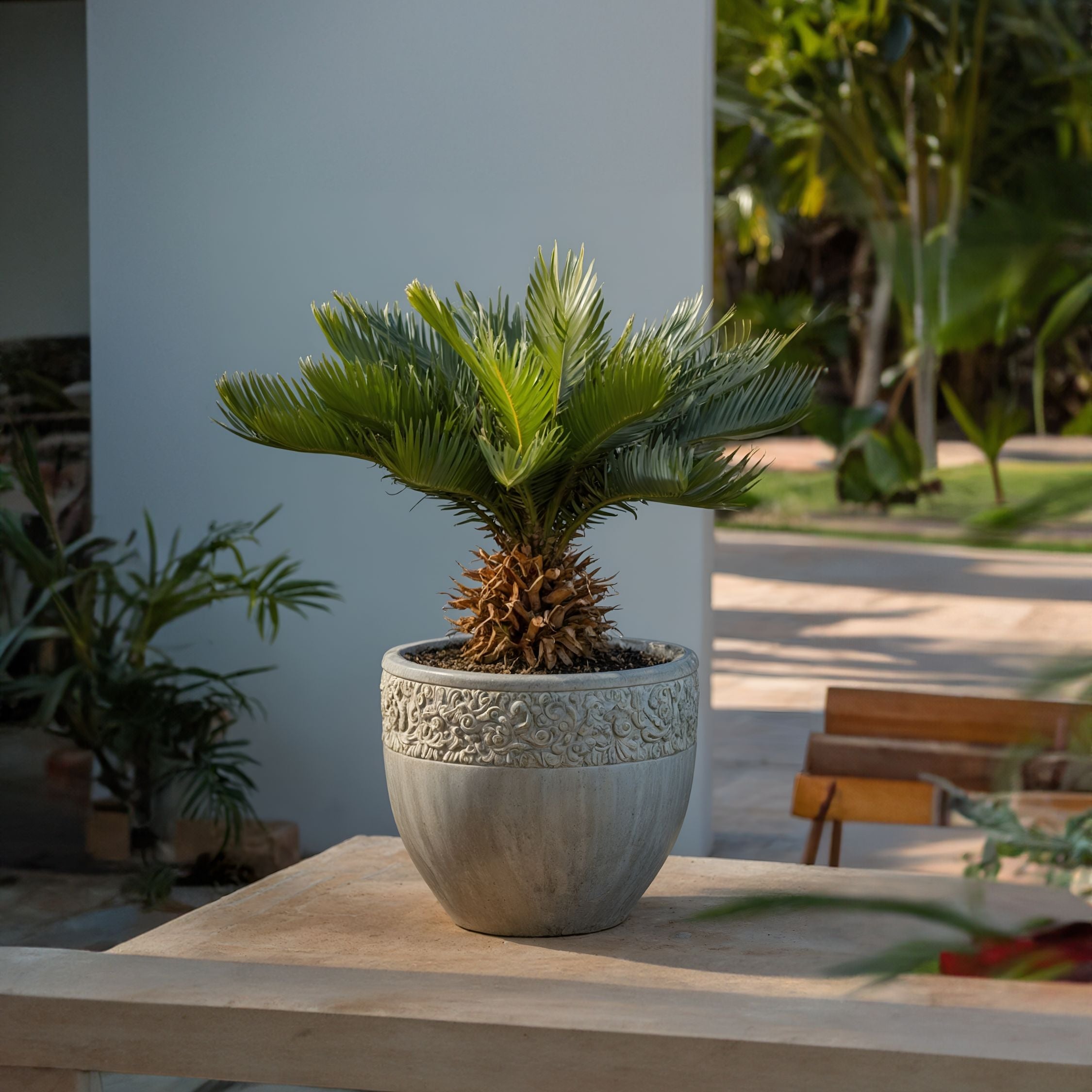 Japansk koglepalme - Sæt med 2 - Cycas revoluta