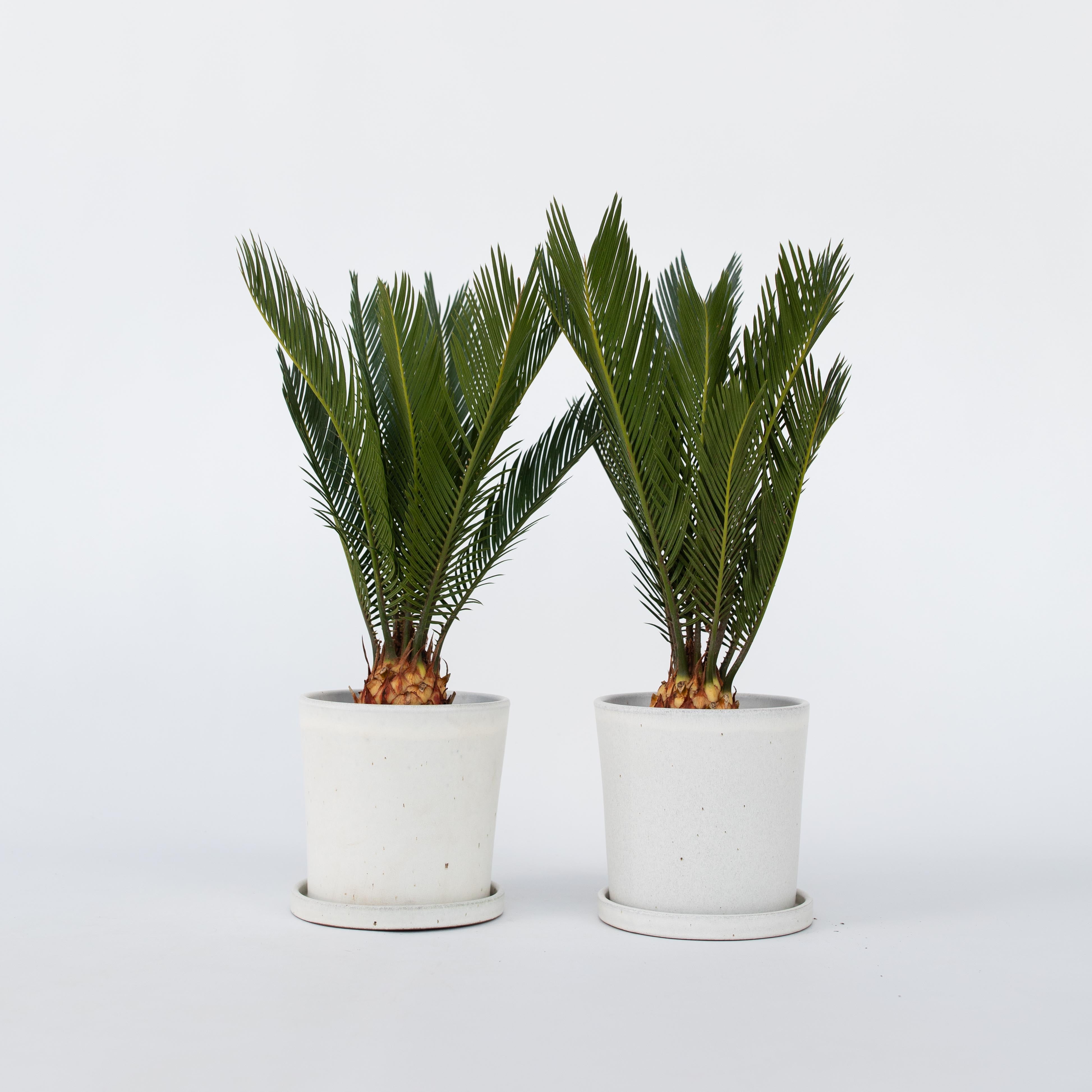 Japansk koglepalme - Sæt med 2 - Cycas revoluta