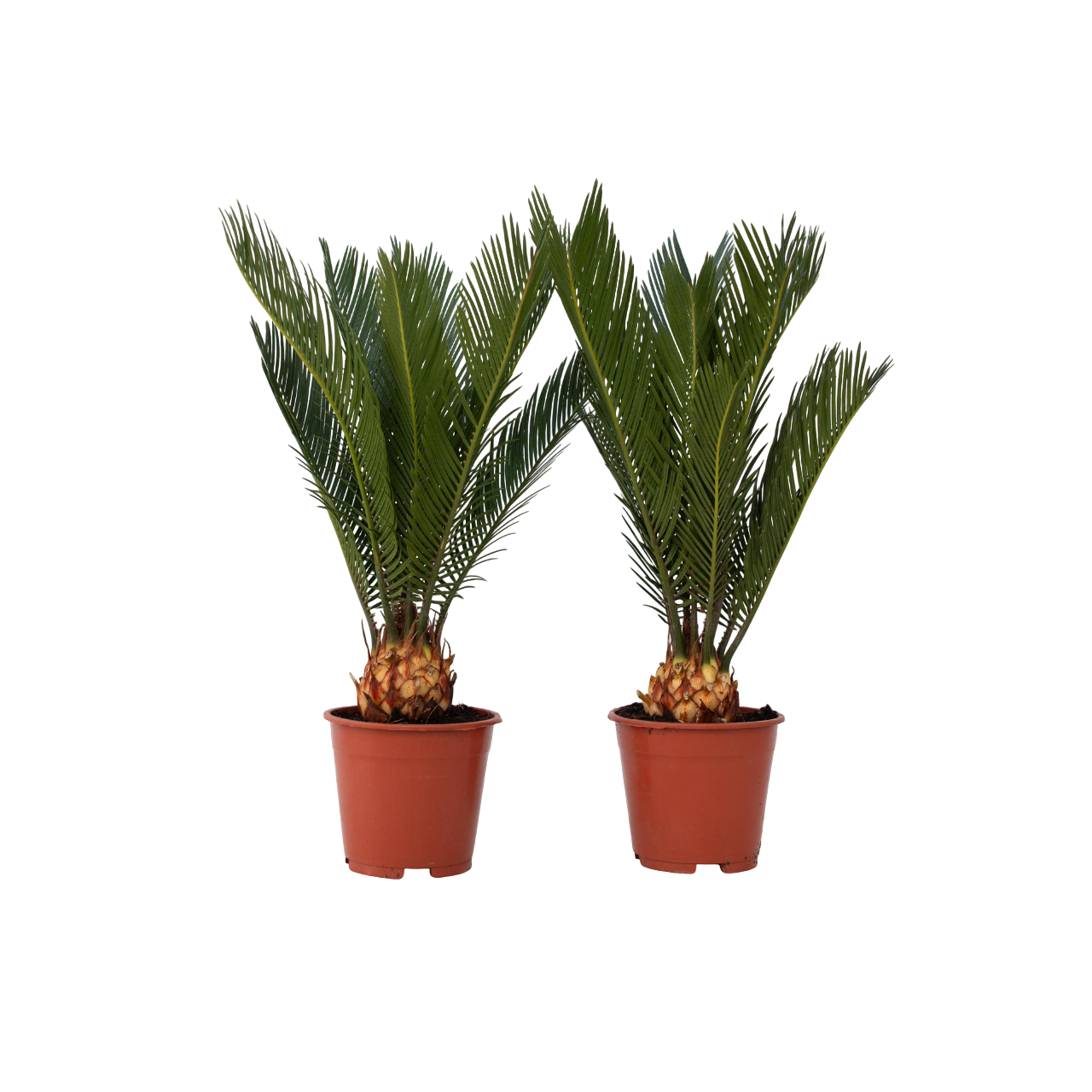 Japansk koglepalme - Sæt med 2 - Cycas revoluta