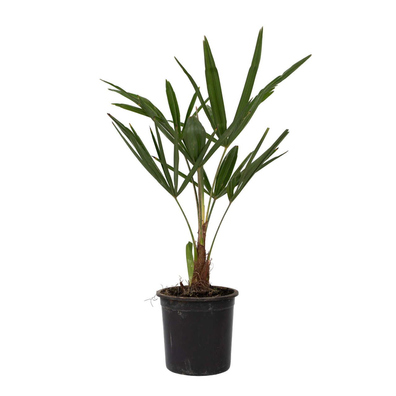 Hørpalme - Trachycarpus Fortunei