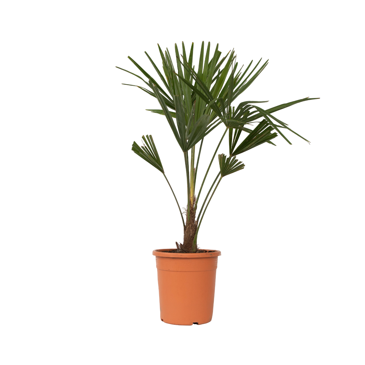 Hørpalme - Trachycarpus Fortunei