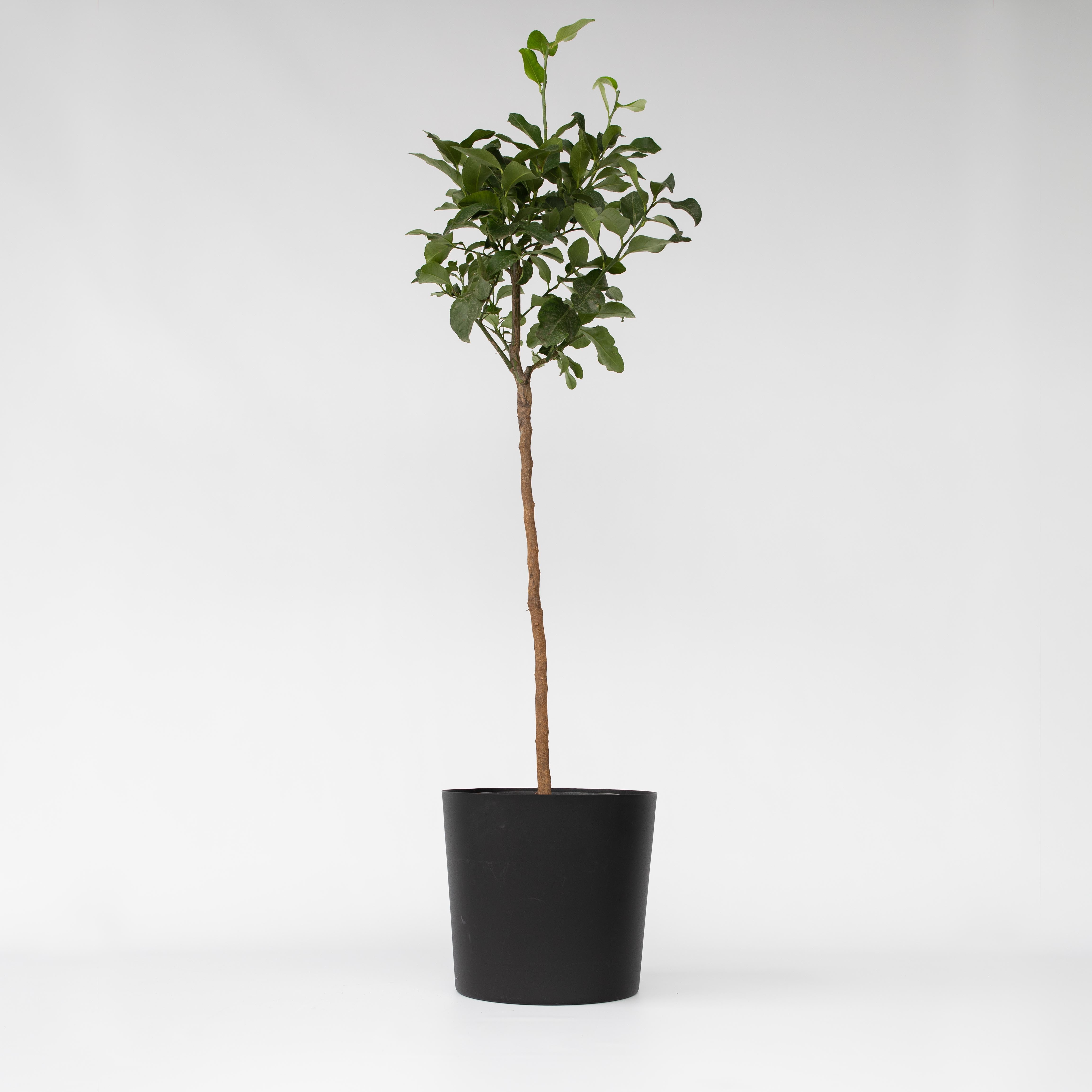 Bitter appelsin - Citrus aurantium Tarocco