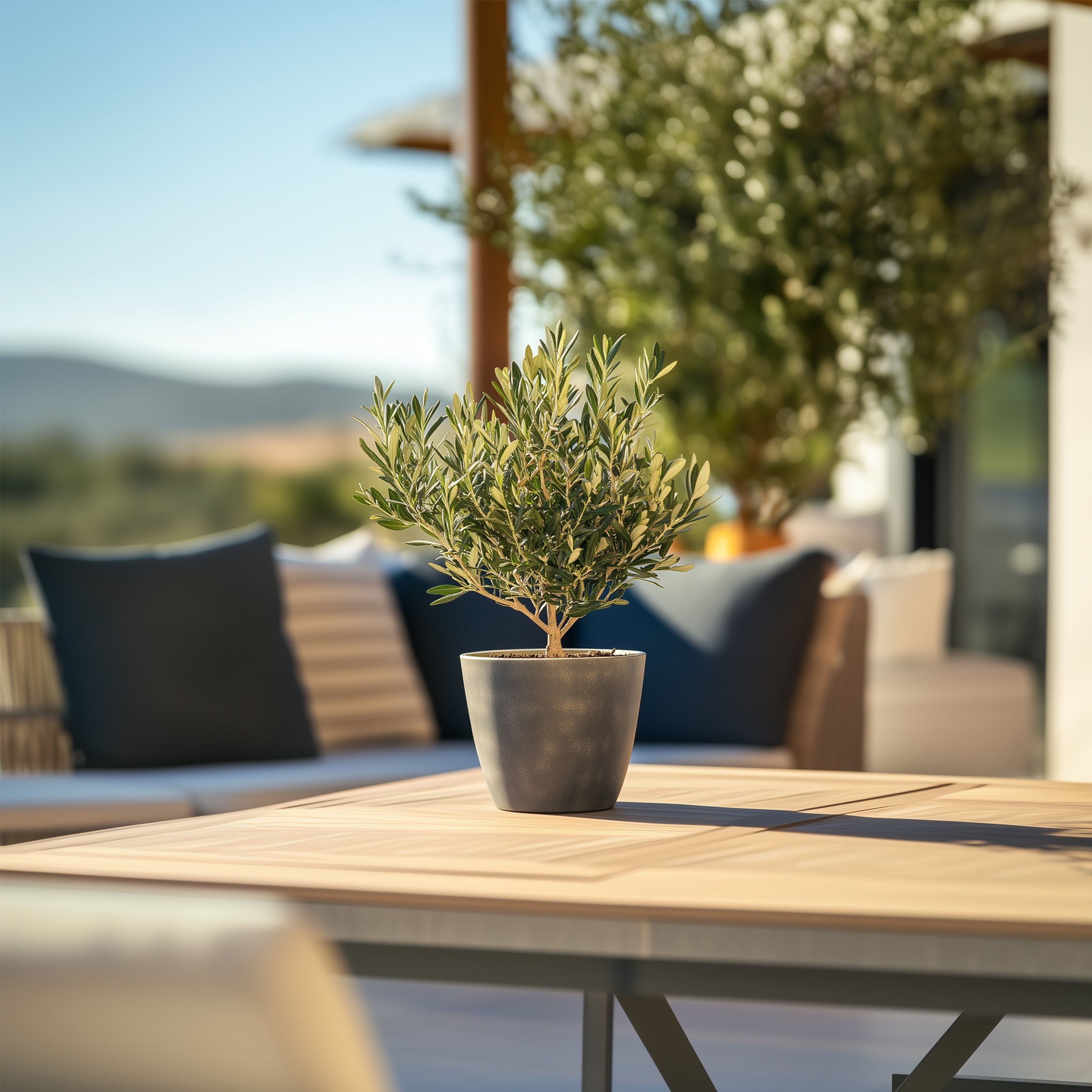 Olivenbusk - Sæt med 2 - Olea europaea