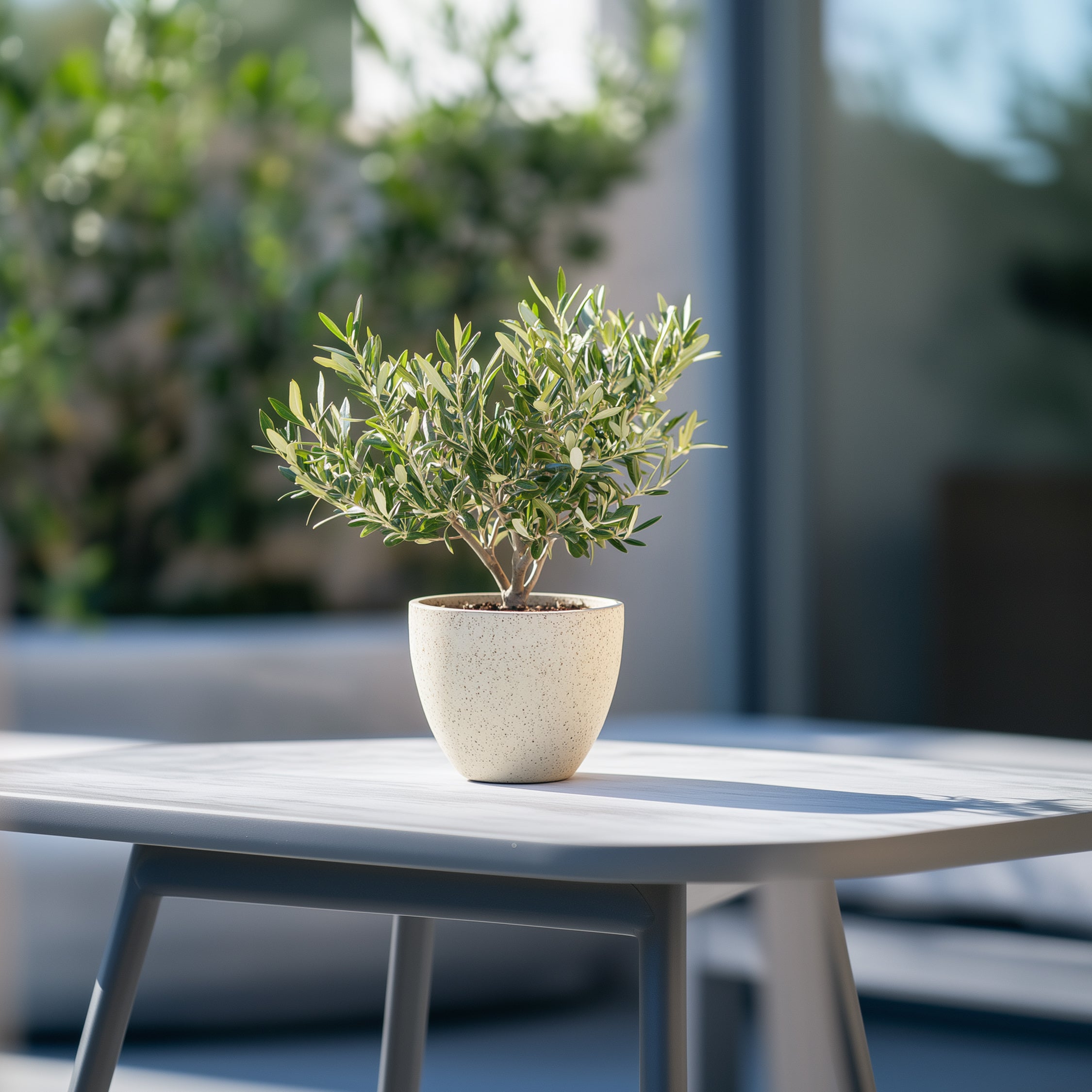 Olivenbusk - Sæt med 2 - Olea europaea