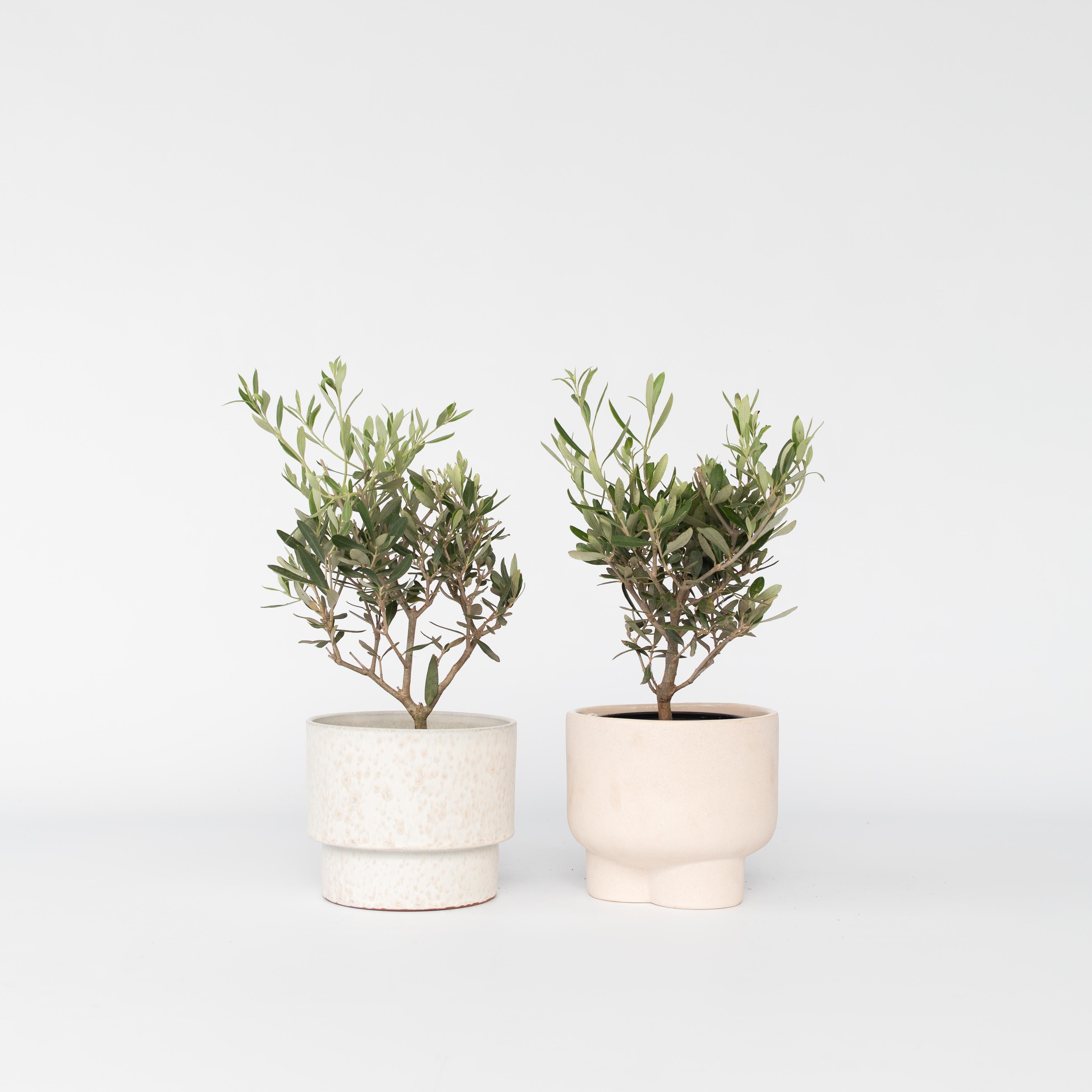 Olivenbusk - Sæt med 2 - Olea europaea