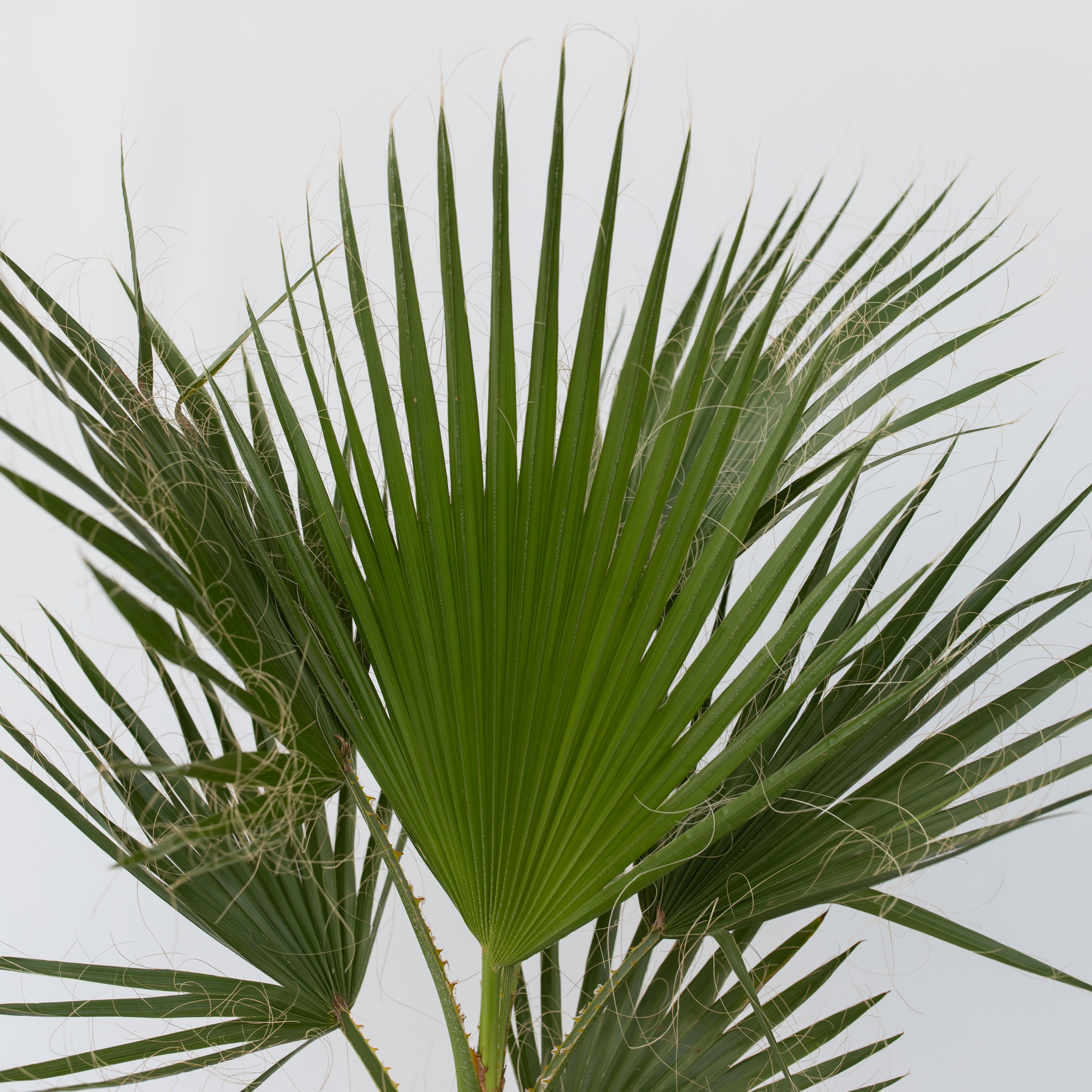 Viftepalme - Washingtonia robusta